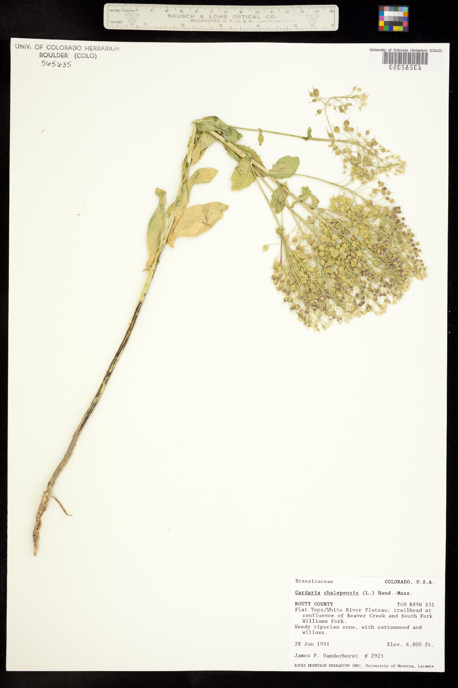 Lepidium chalepensis image