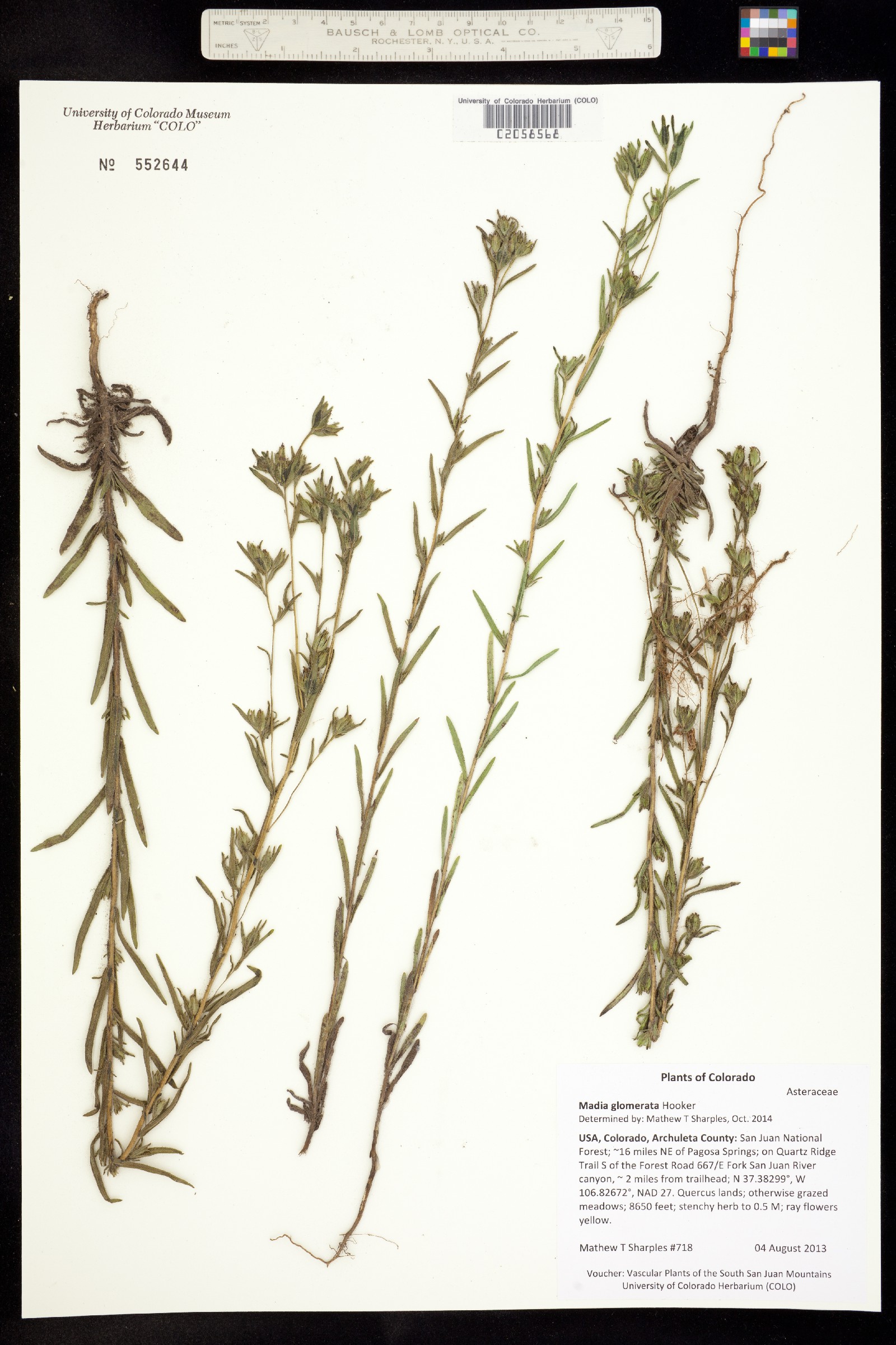 Madia glomerata image