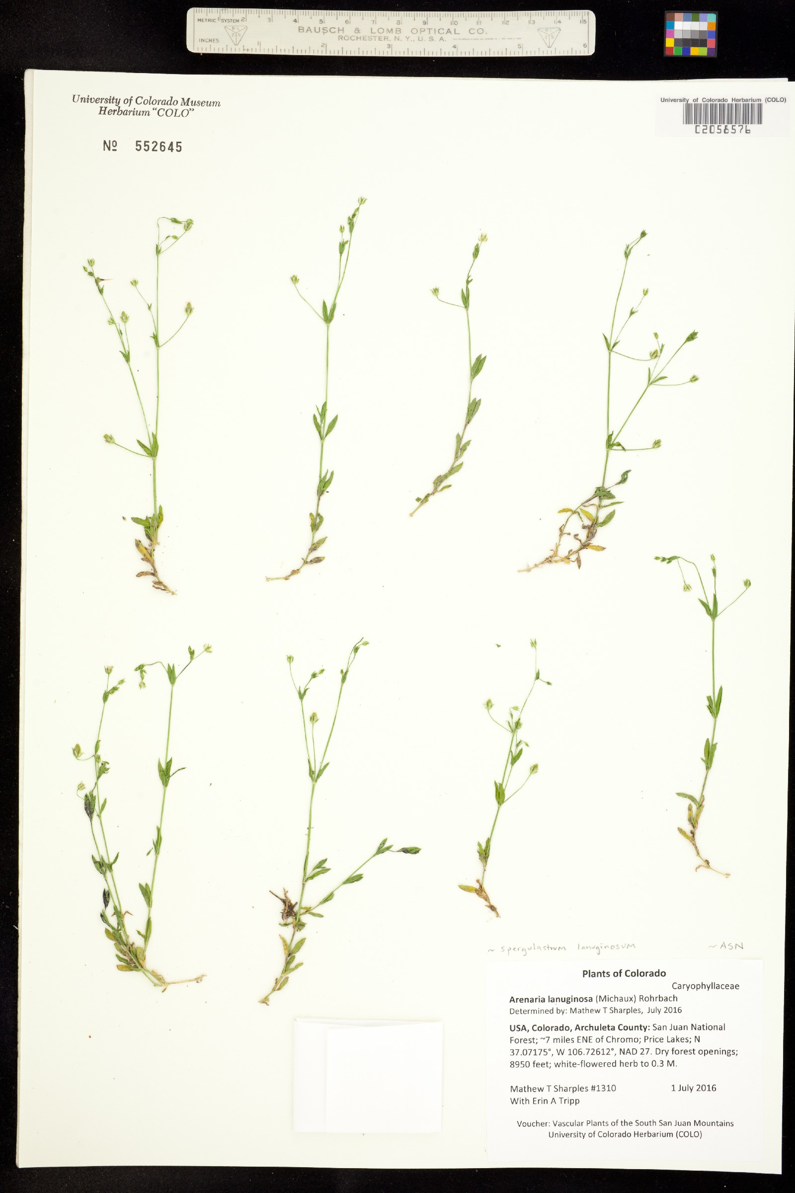 Arenaria lanuginosa var. lanuginosa image