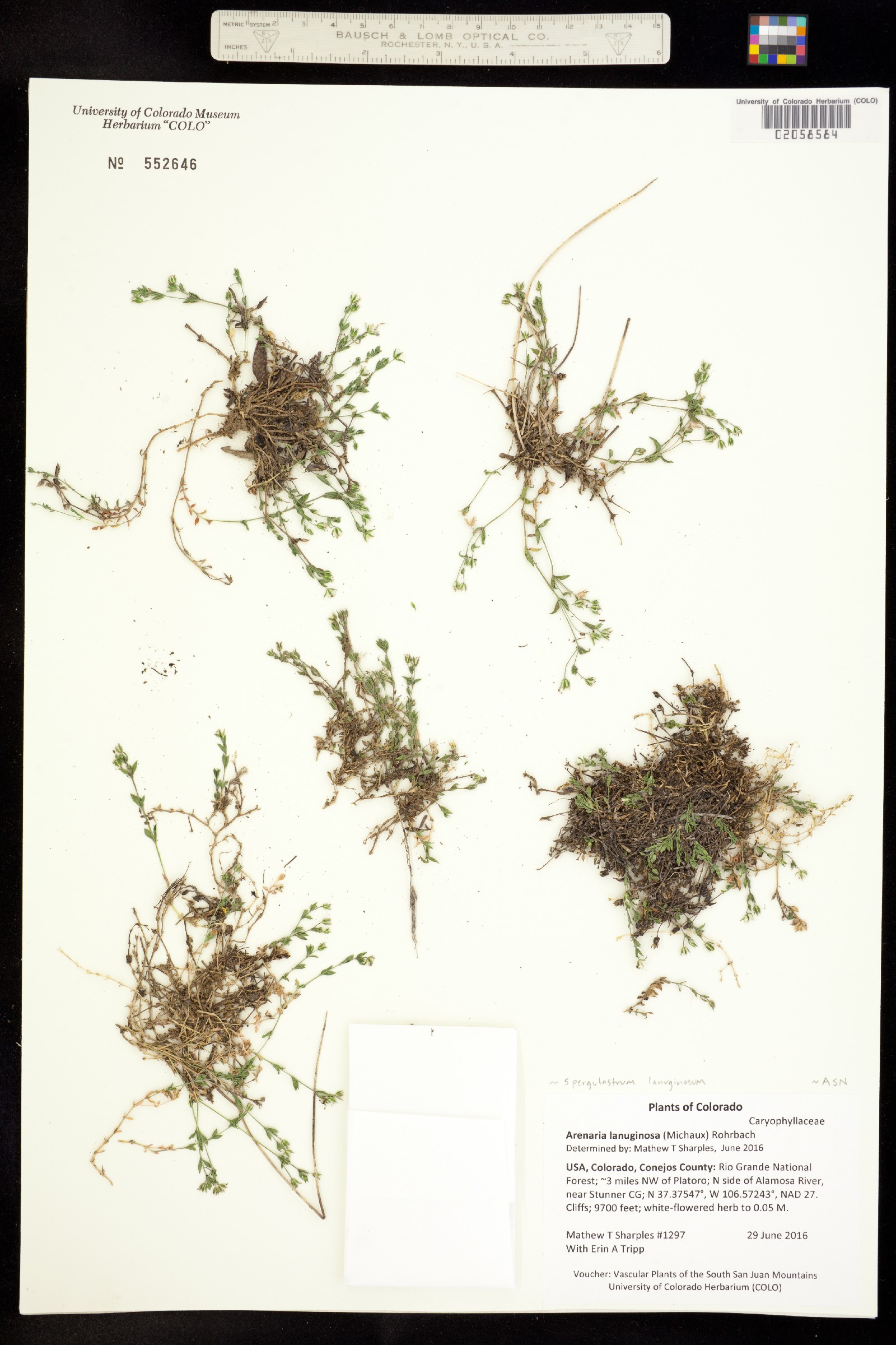 Arenaria lanuginosa var. lanuginosa image