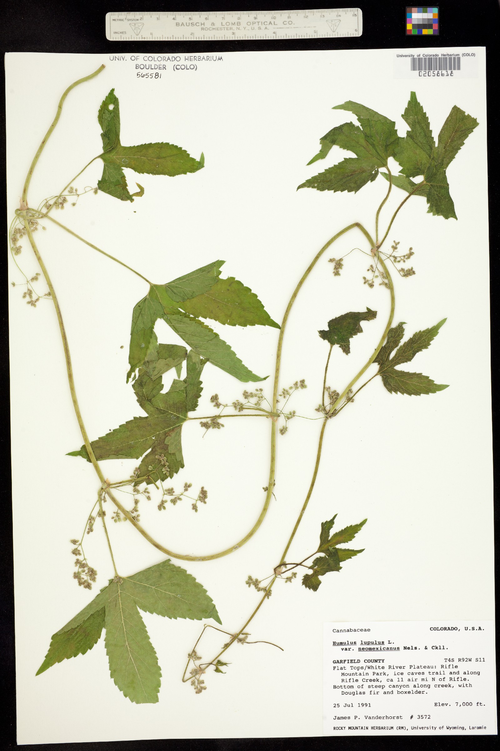 Humulus lupulus var. neomexicanus image