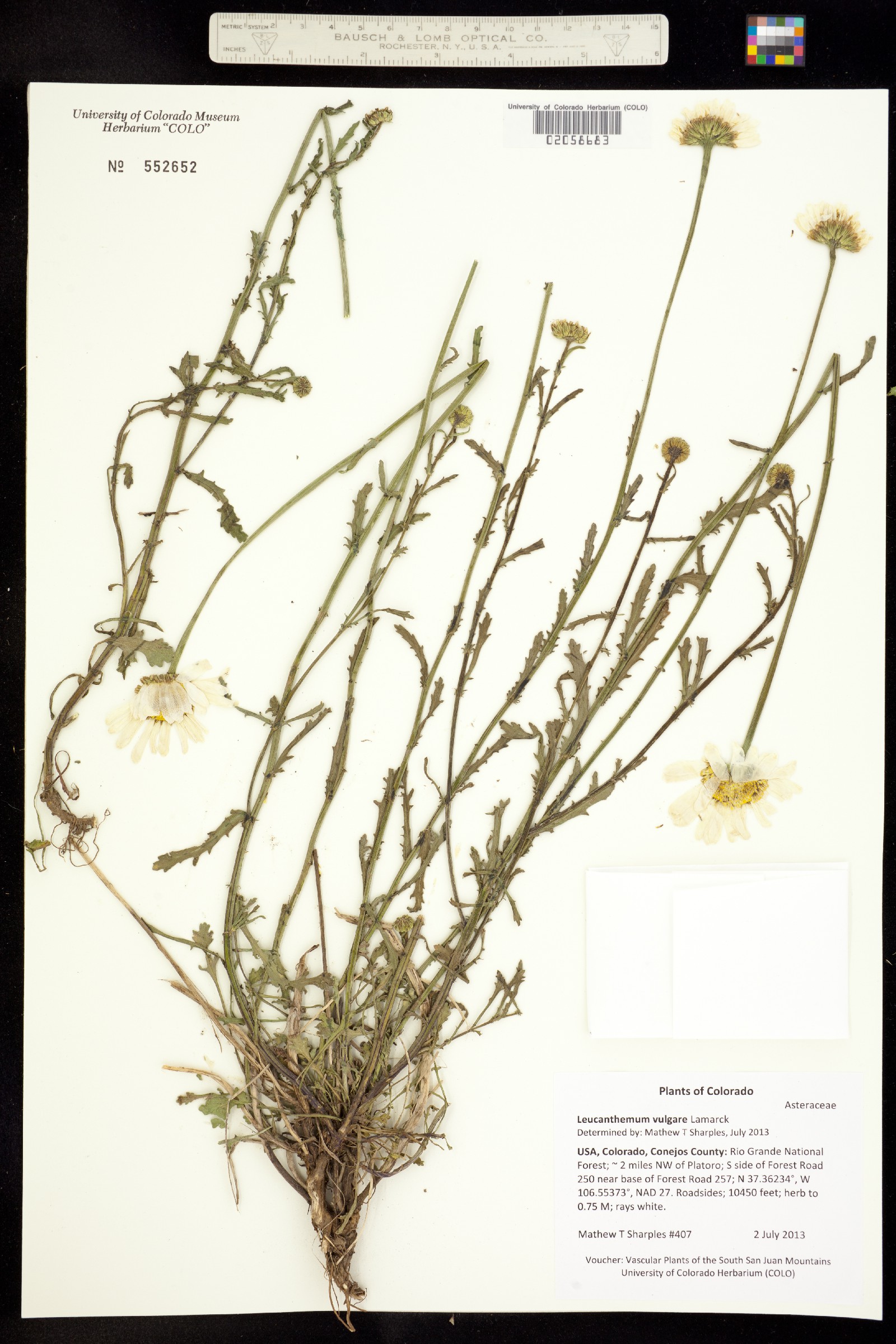 Leucanthemum vulgare image