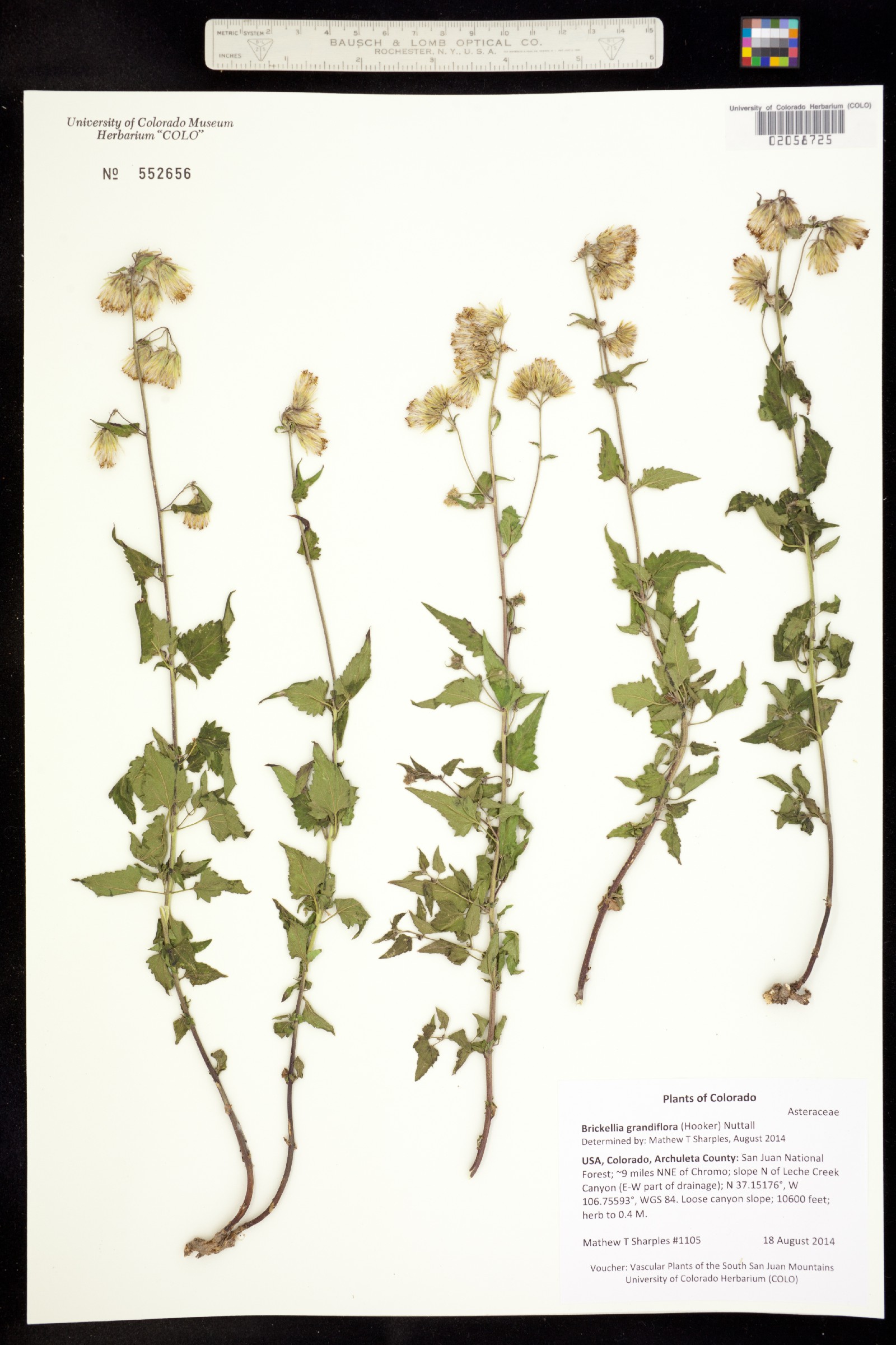 Brickellia grandiflora image