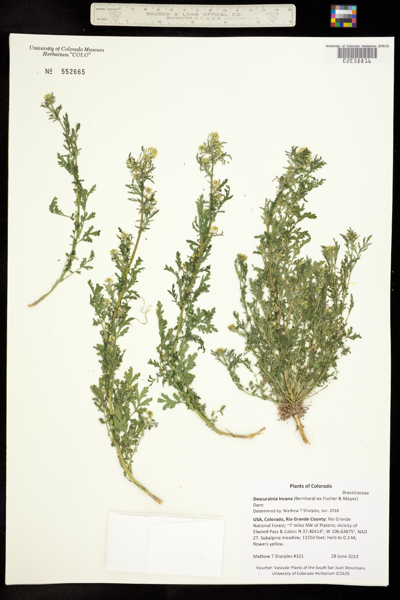 Descurainia incana image
