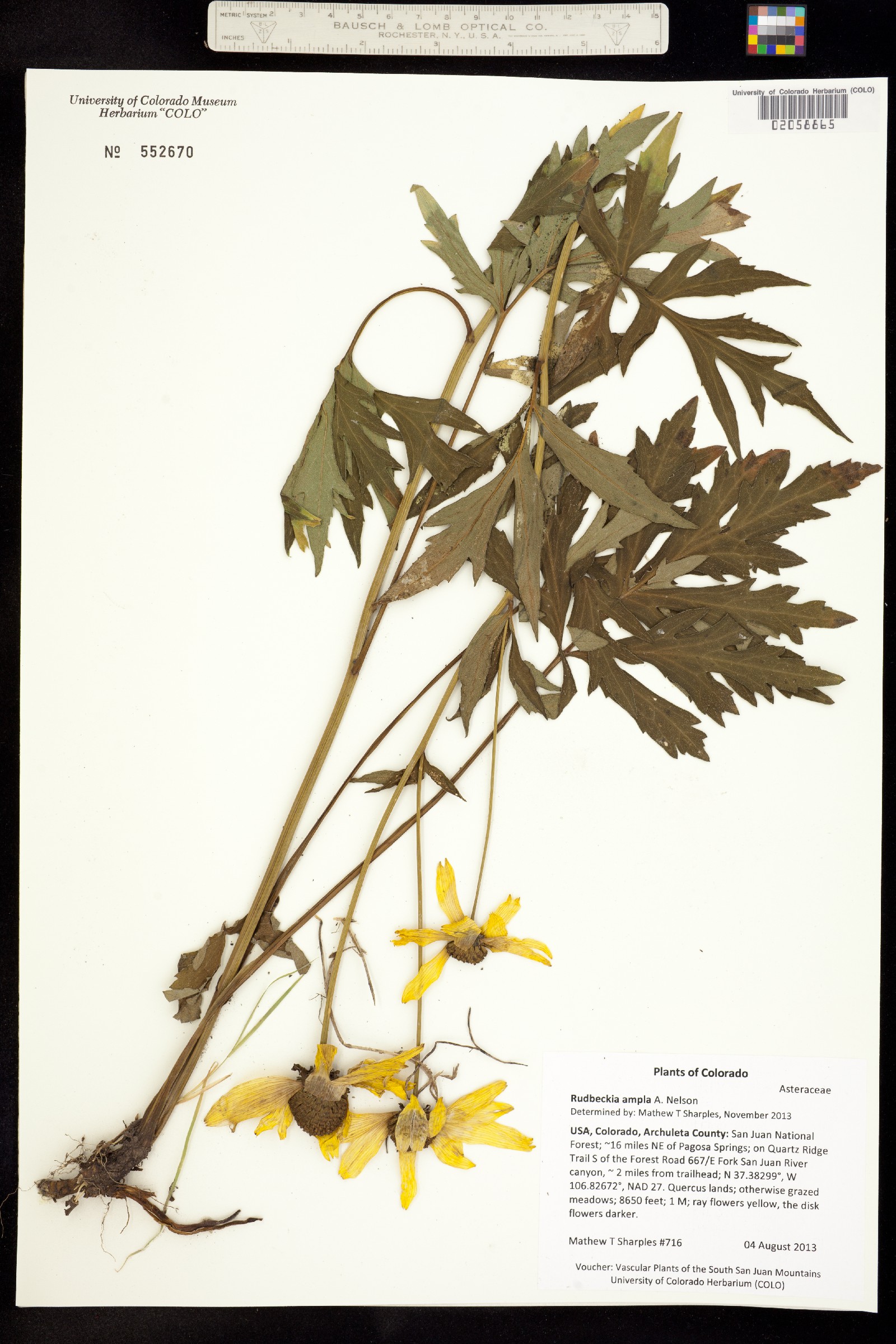 Rudbeckia ampla image