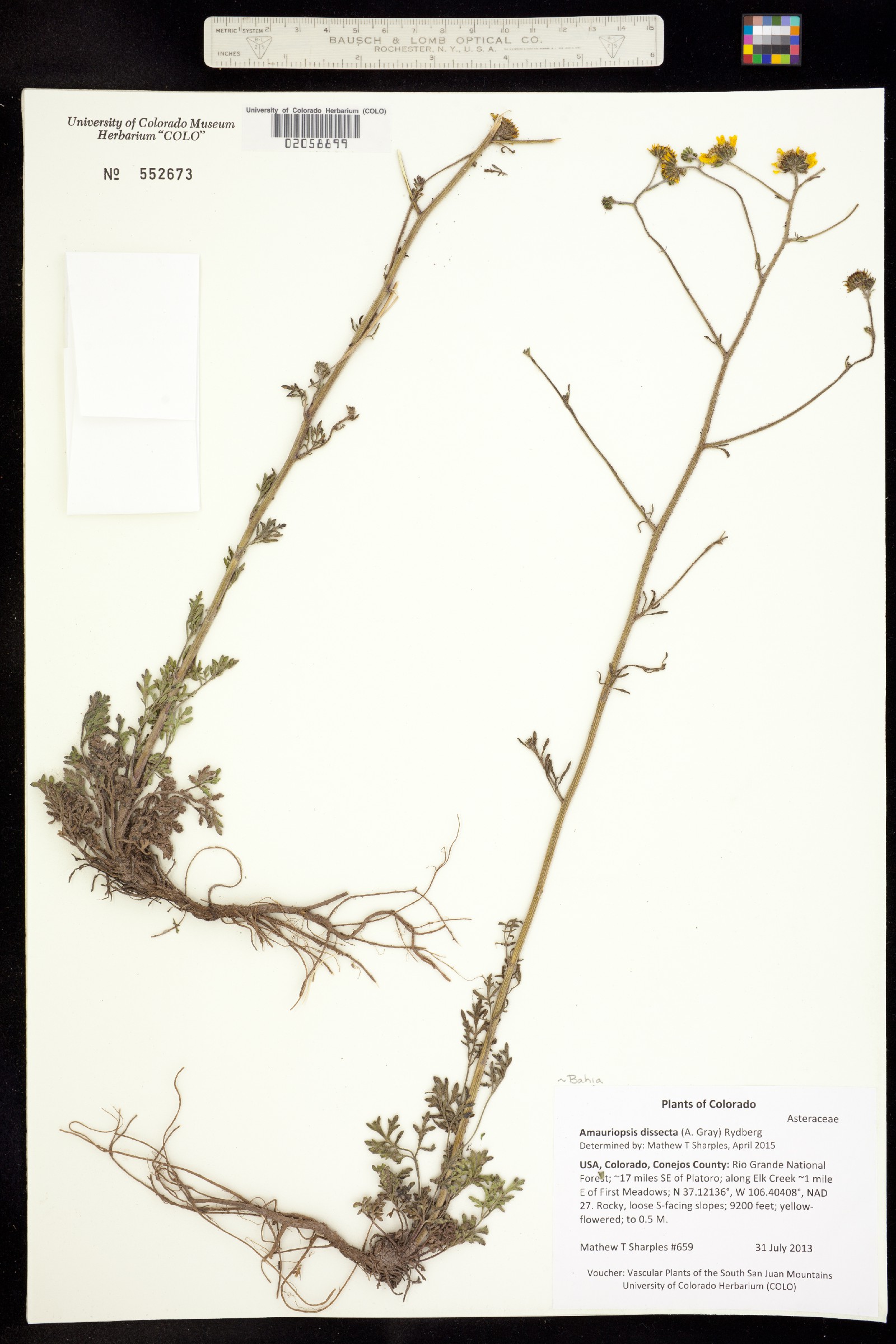 Bahia dissecta image
