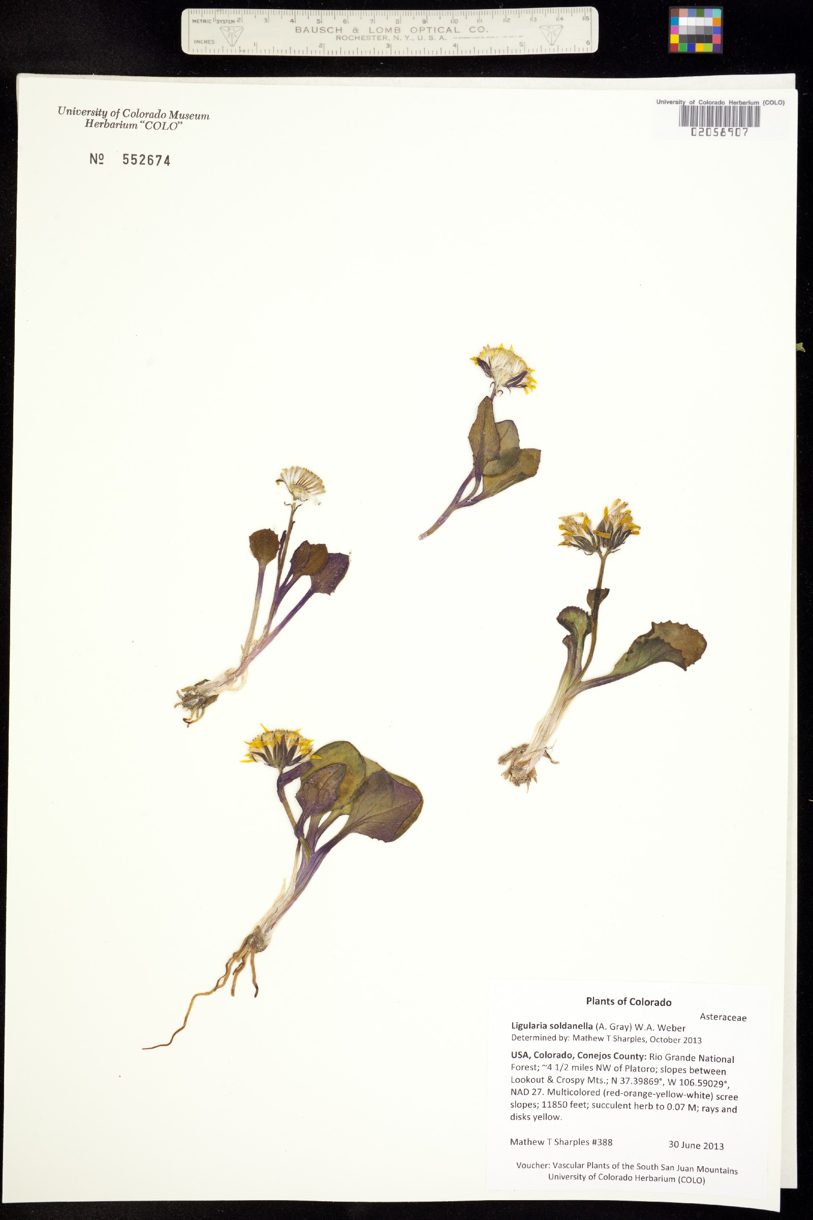 Senecio soldanella image