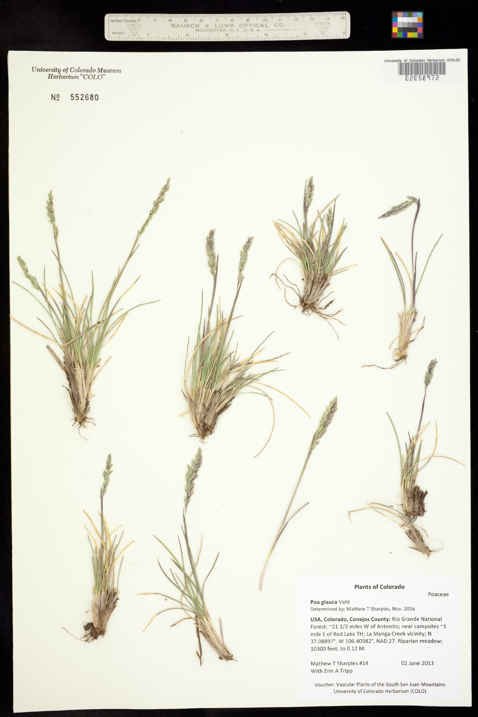 Poa glauca image