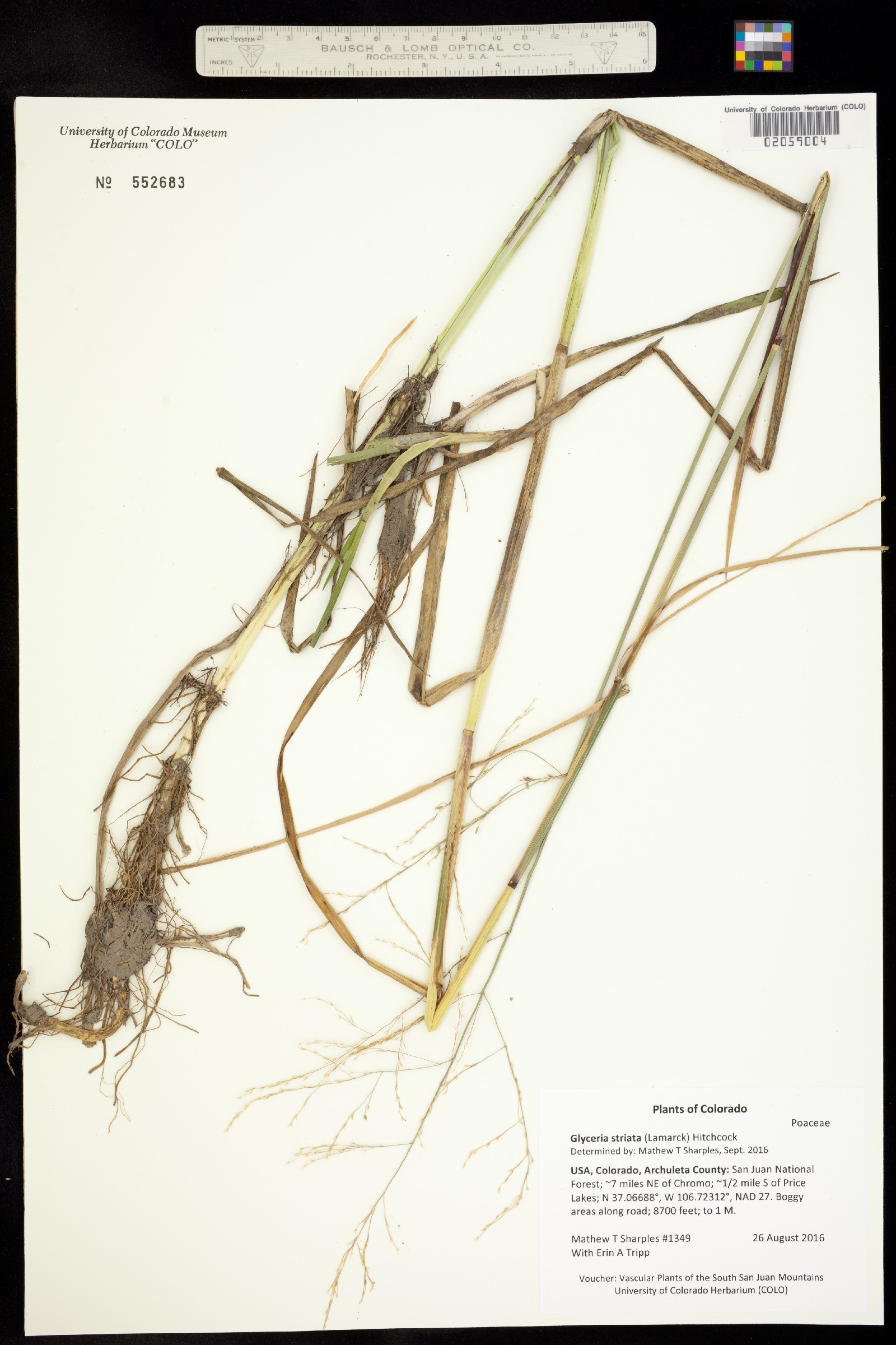 Glyceria striata image