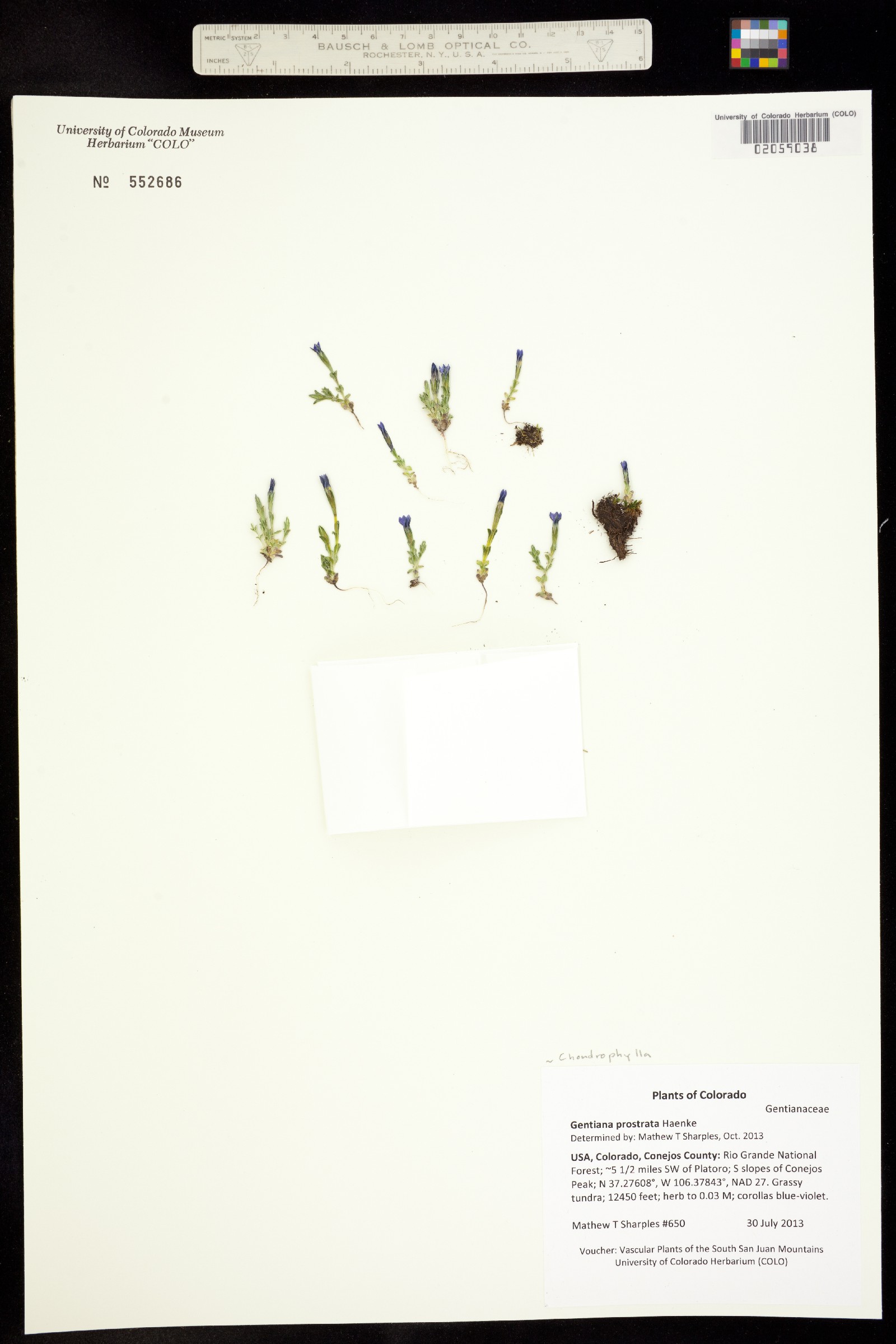 Gentiana prostrata image