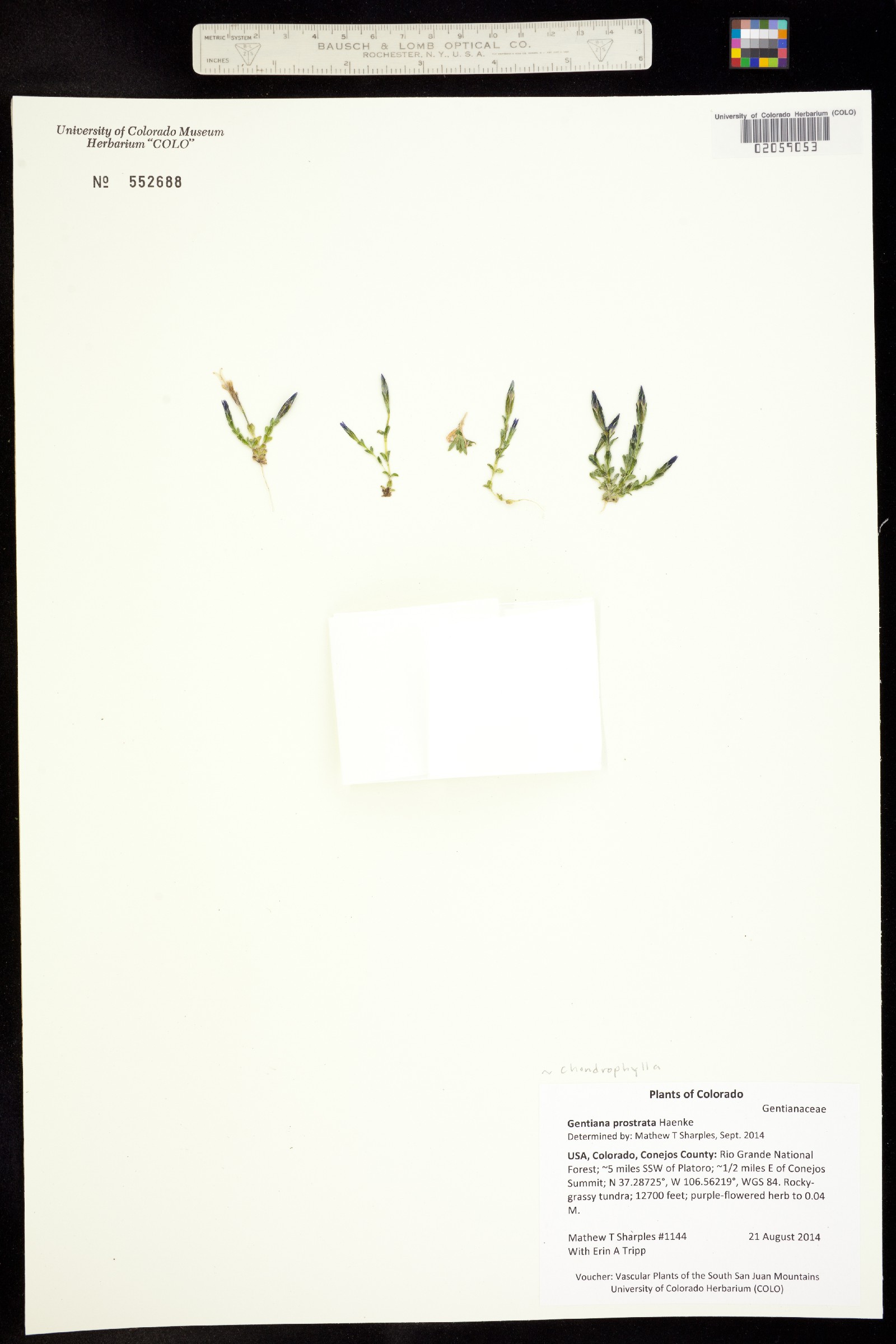 Gentiana prostrata image