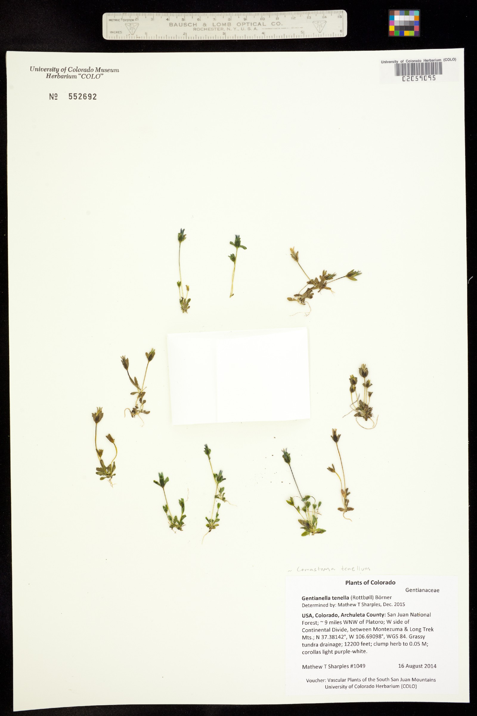 Comastoma tenellum image