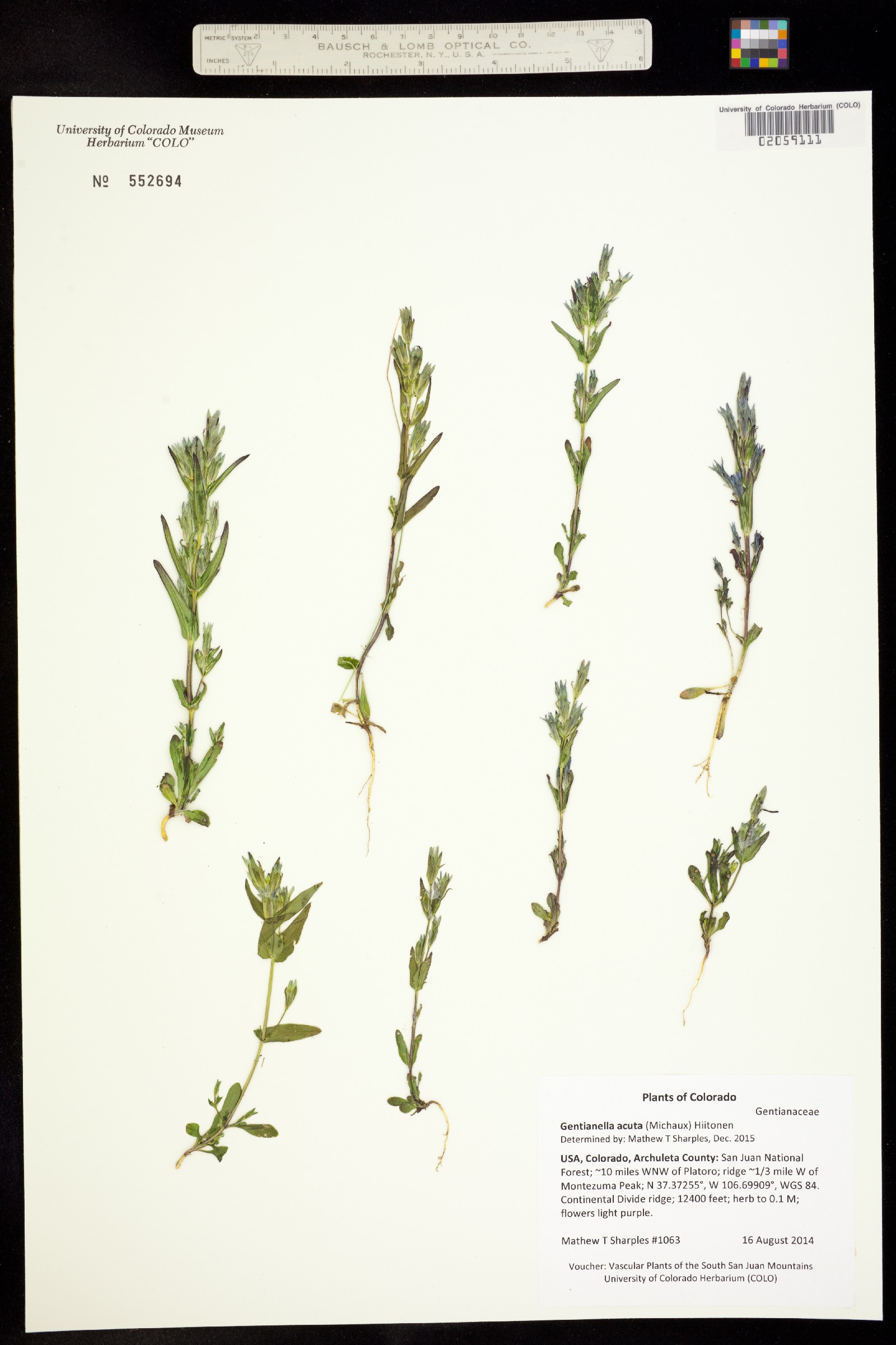 Gentianella image