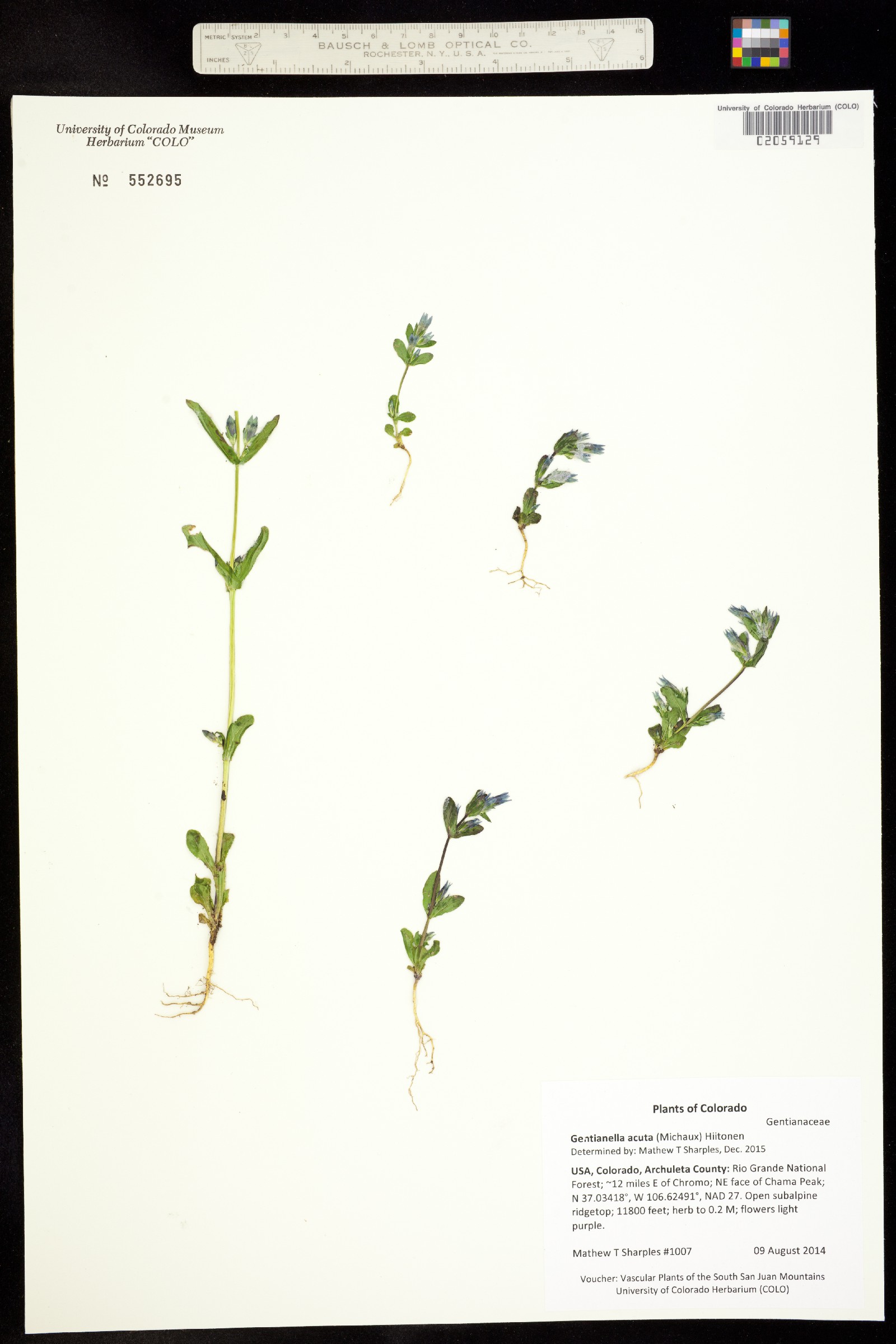 Gentianella amarella image