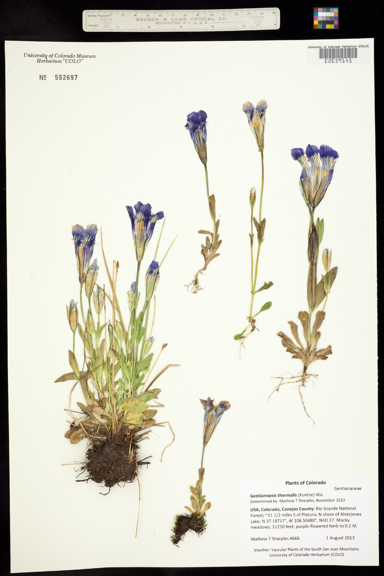 Gentianopsis thermalis image