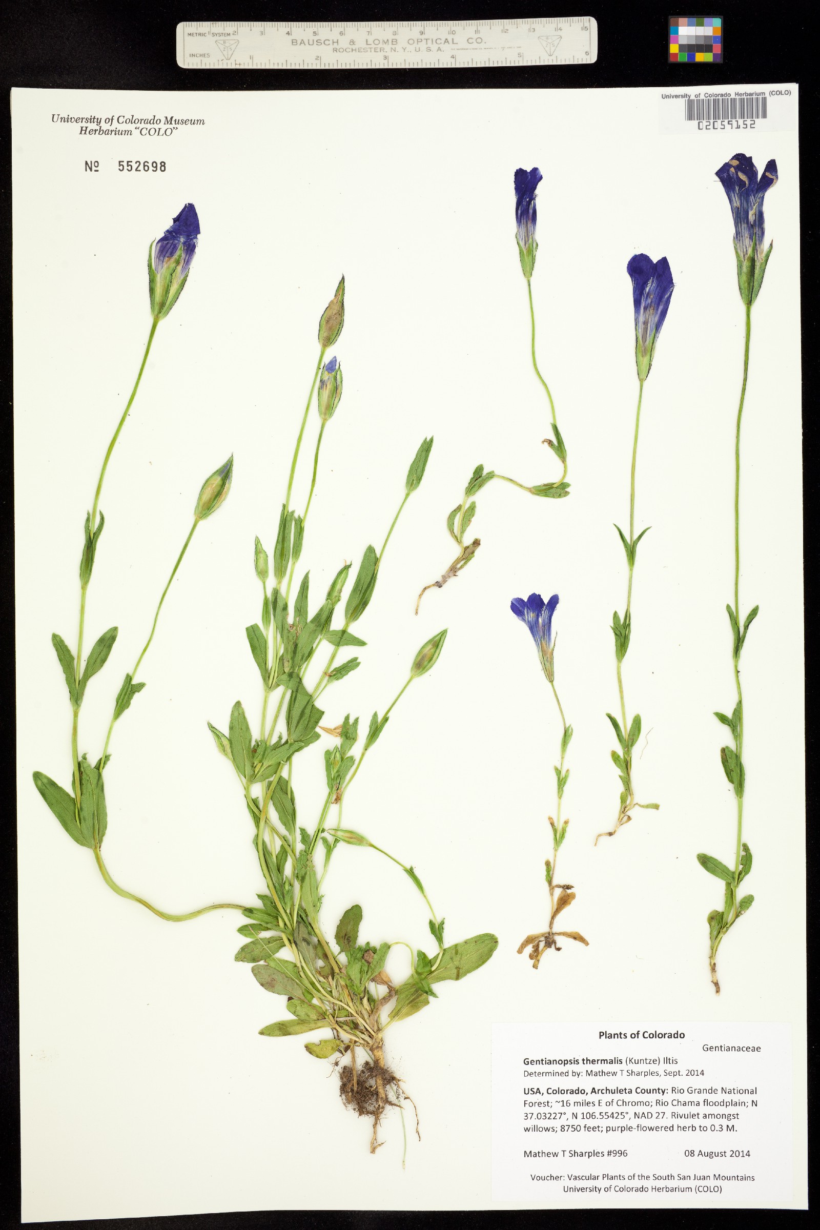 Gentianopsis thermalis image