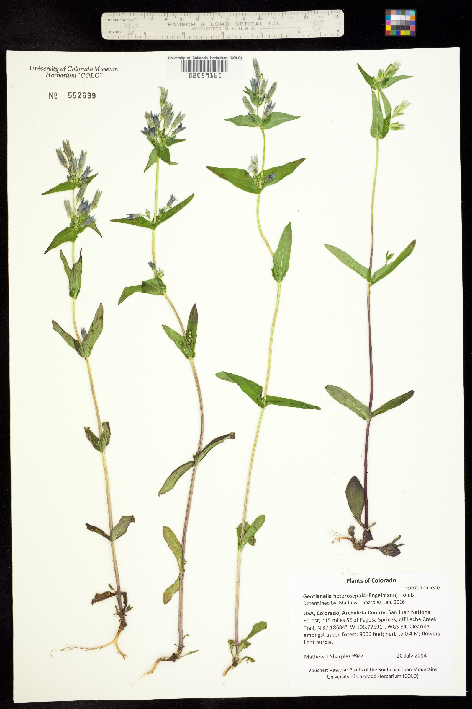 Gentianella amarella ssp. heterosepala image