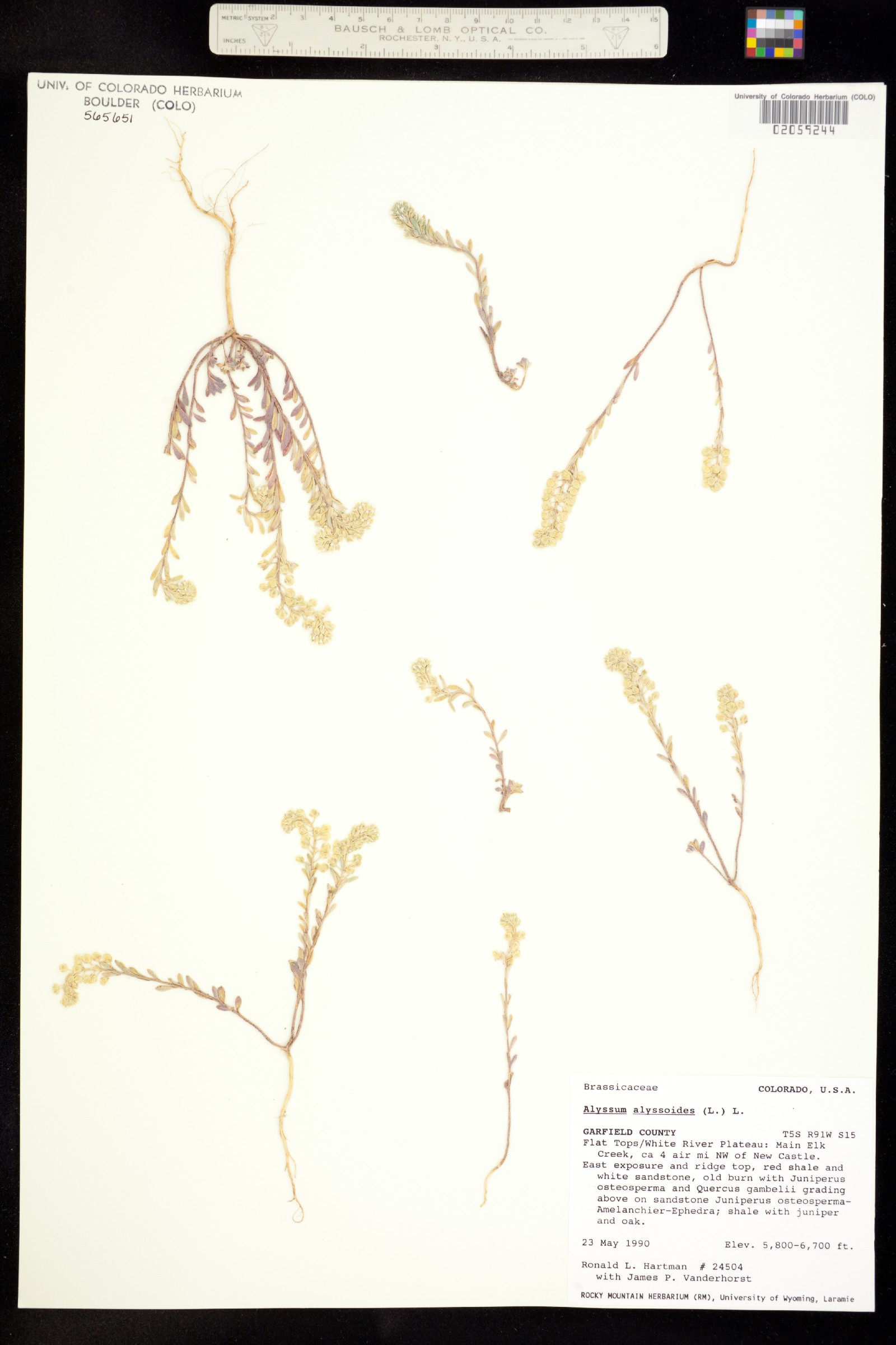Alyssum image
