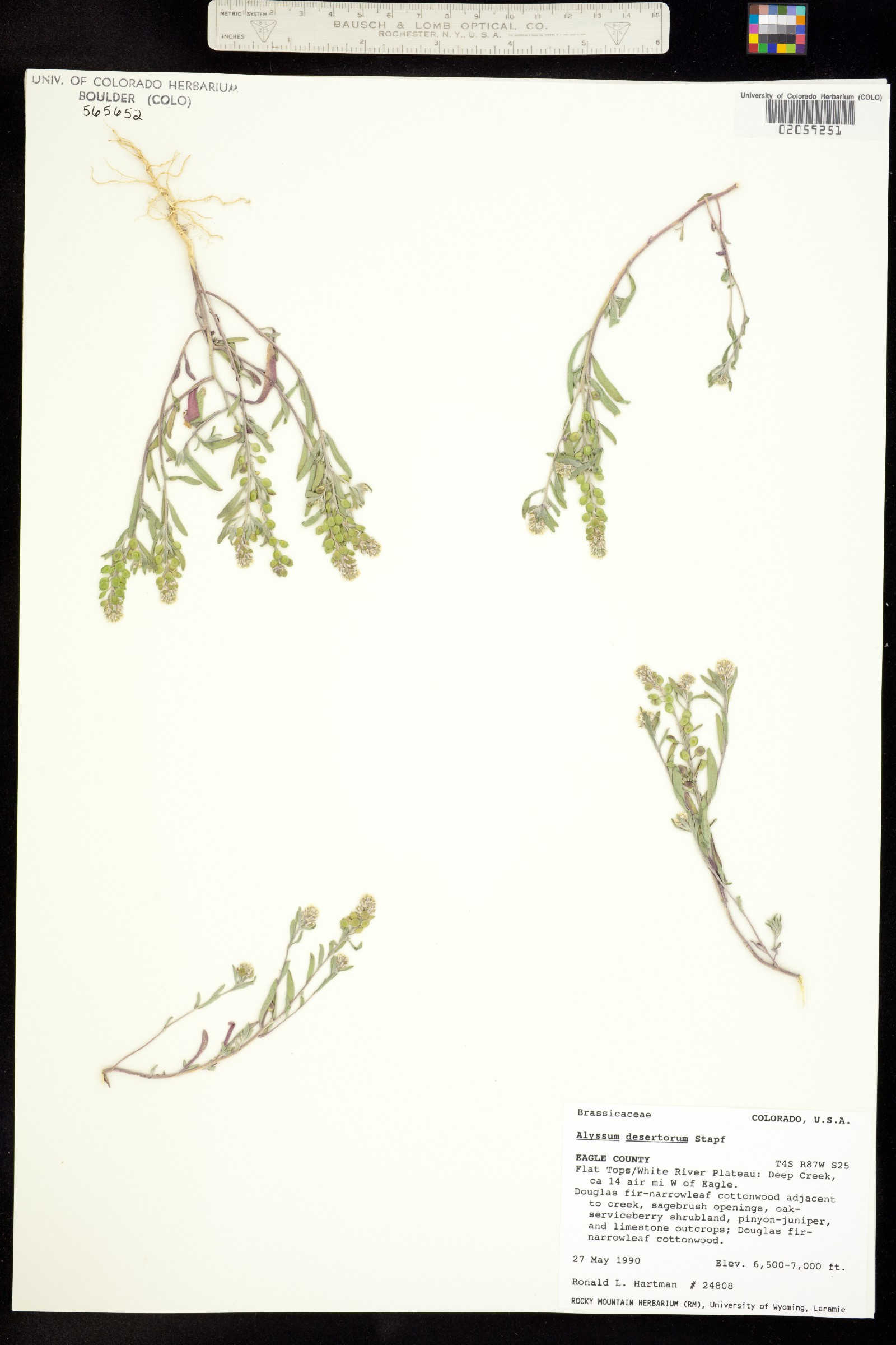 Alyssum desertorum image