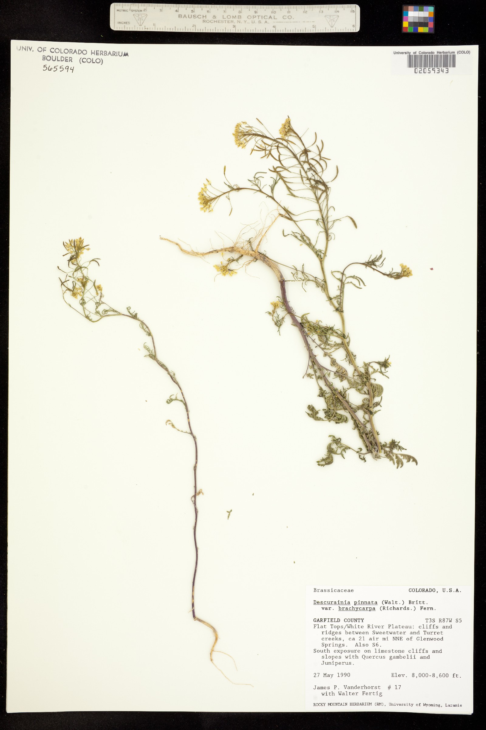 Descurainia pinnata ssp. brachycarpa image