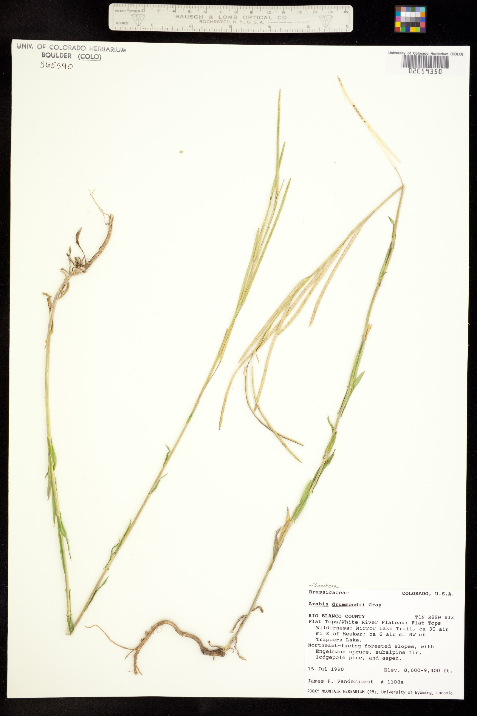 Boechera stricta image