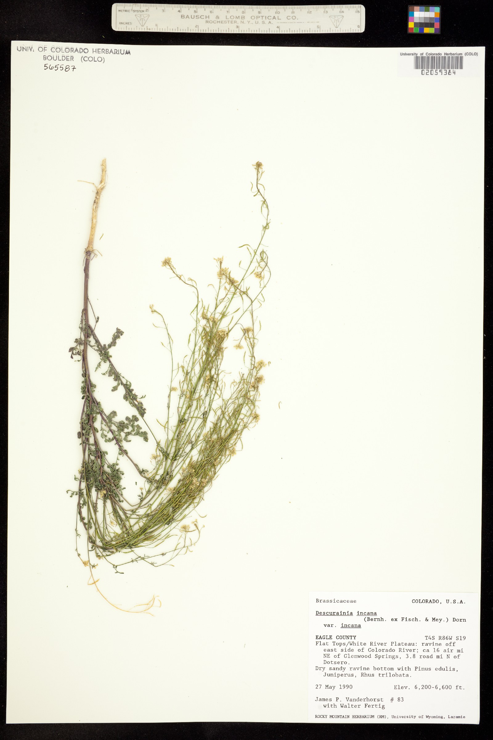 Descurainia incana image