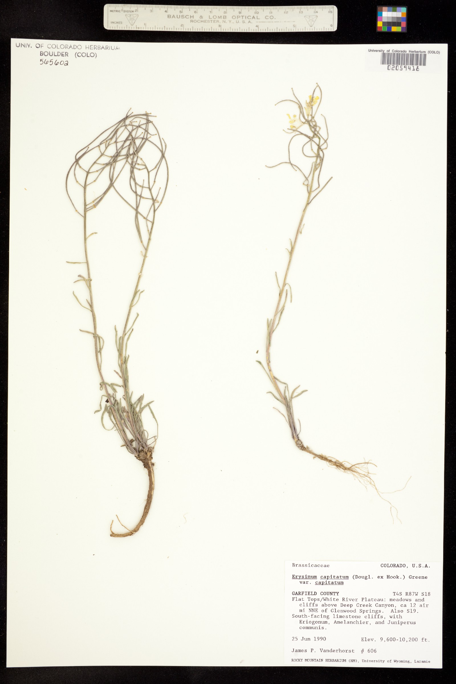 Erysimum capitatum var. capitatum image