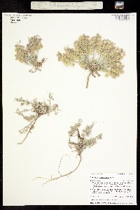 Physaria floribunda image
