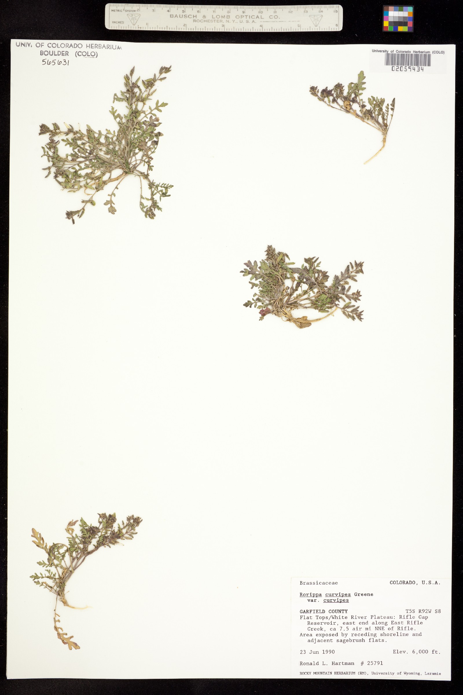 Rorippa curvipes image