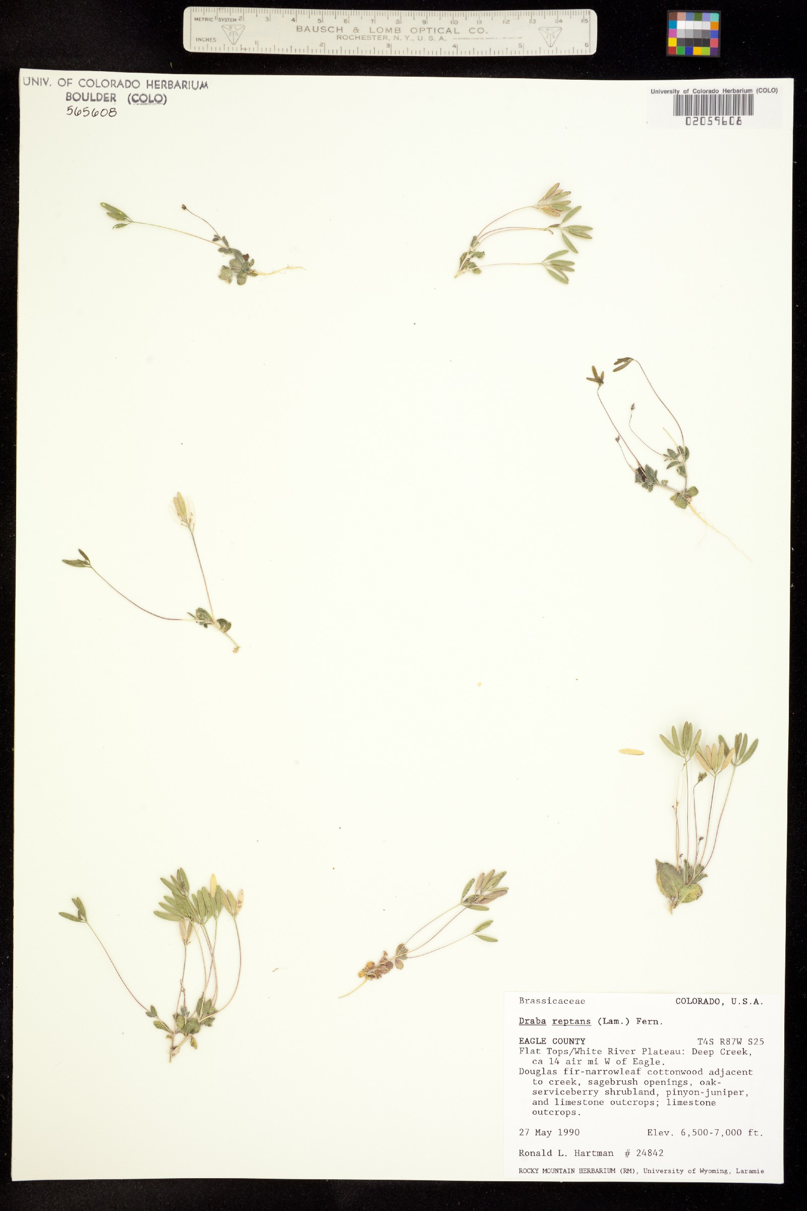 Draba reptans image