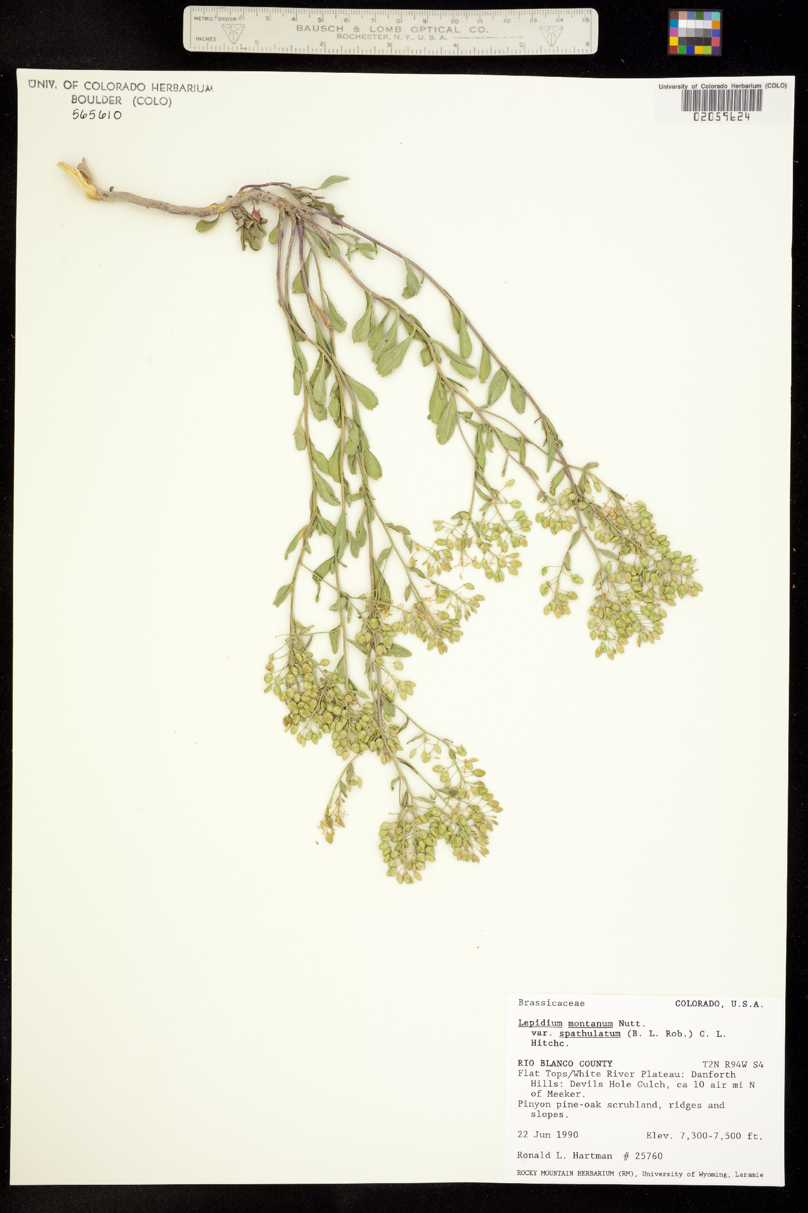 Lepidium crenatum image