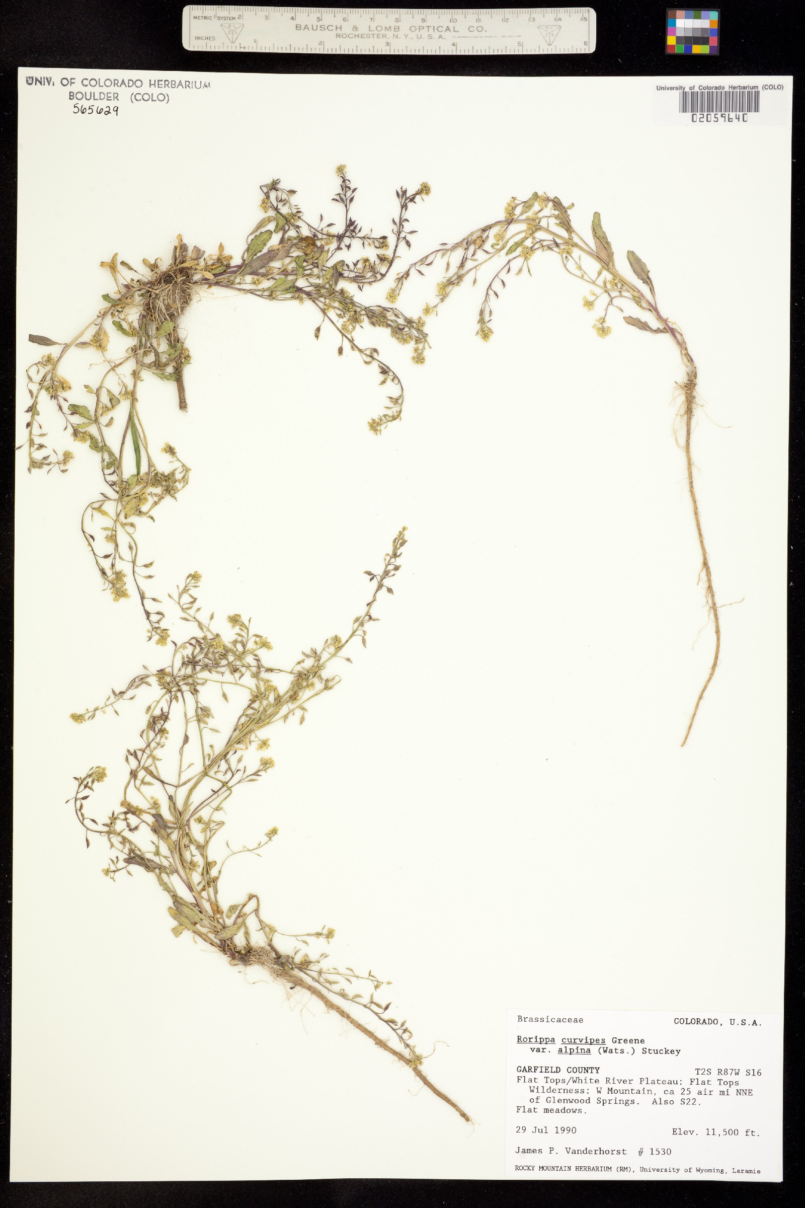 Rorippa alpina image