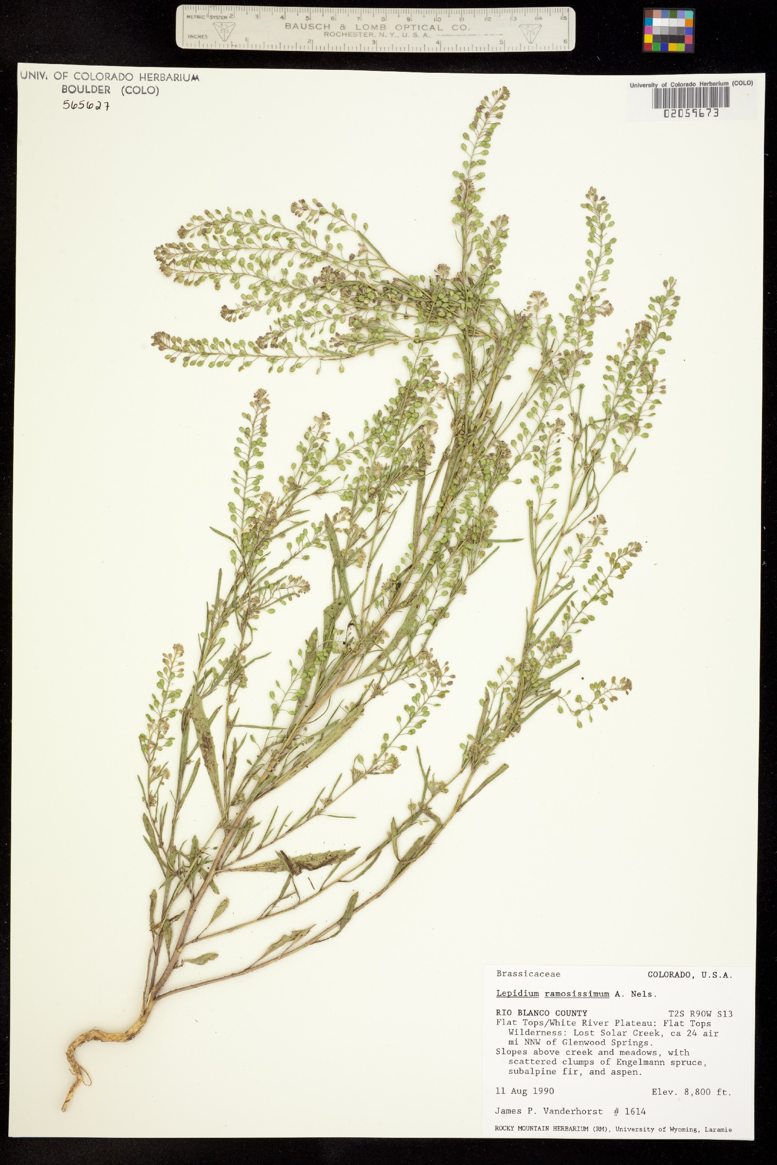 Lepidium ramosissimum image
