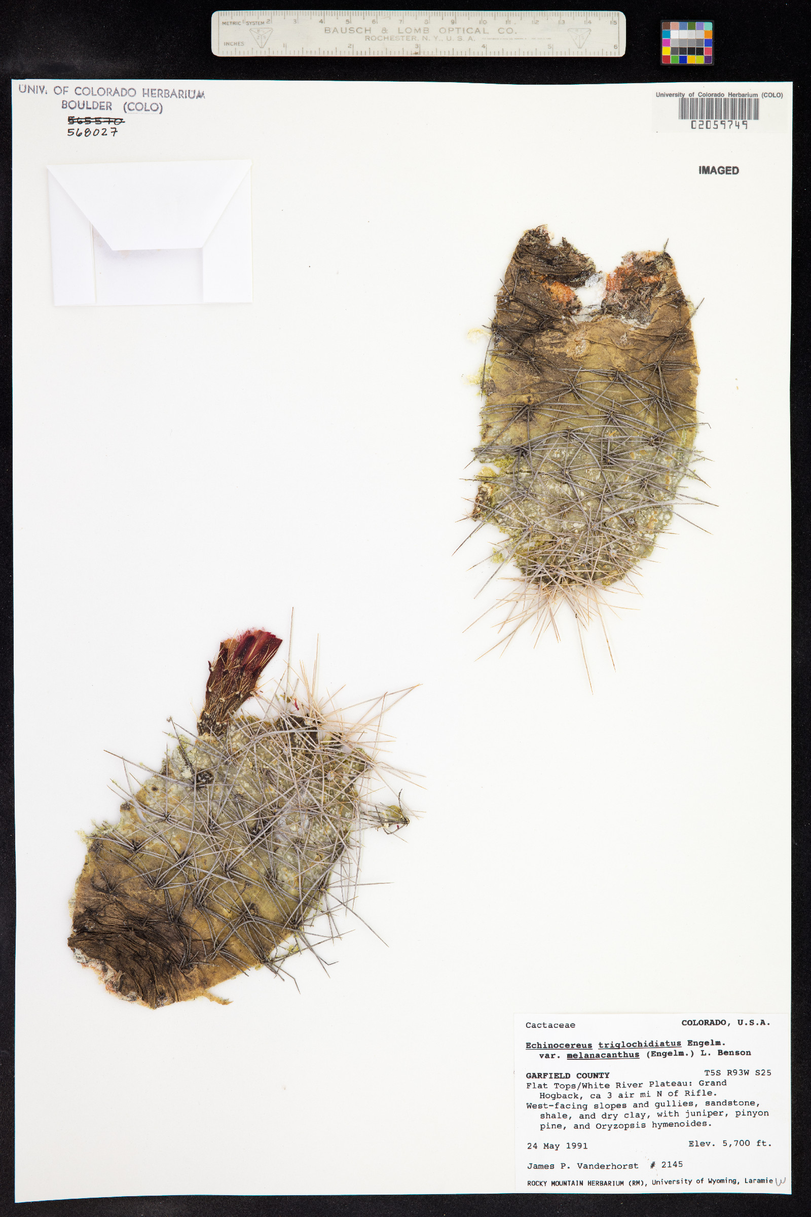 Echinocereus image