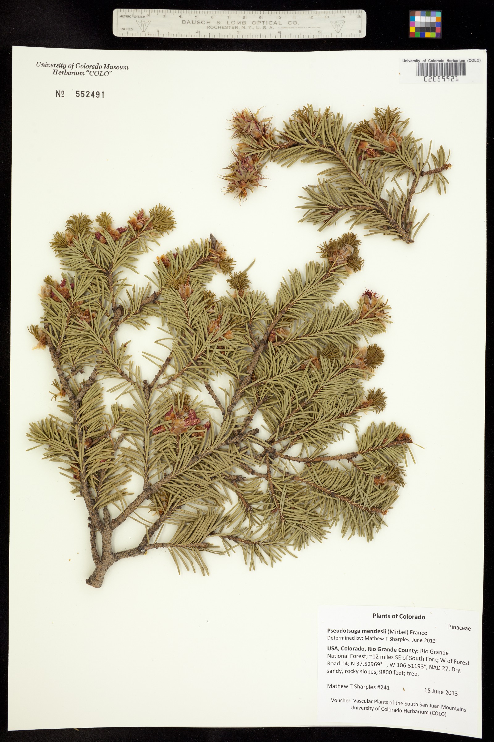 Pseudotsuga image