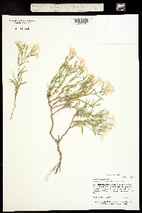 Phlox caryophylla image