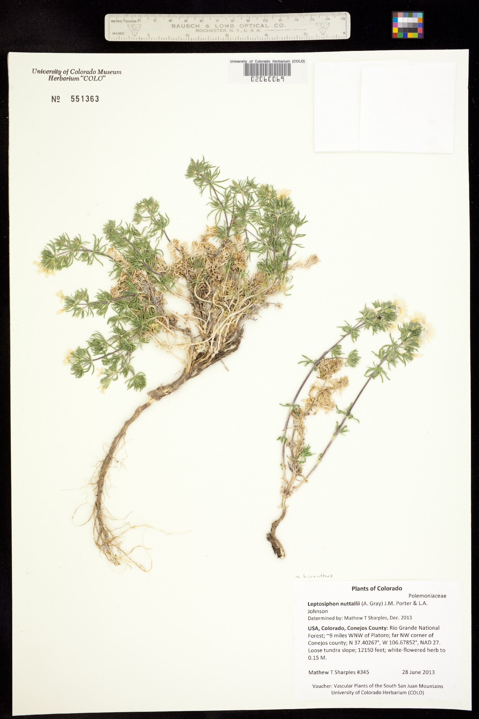 Leptosiphon nuttallii image