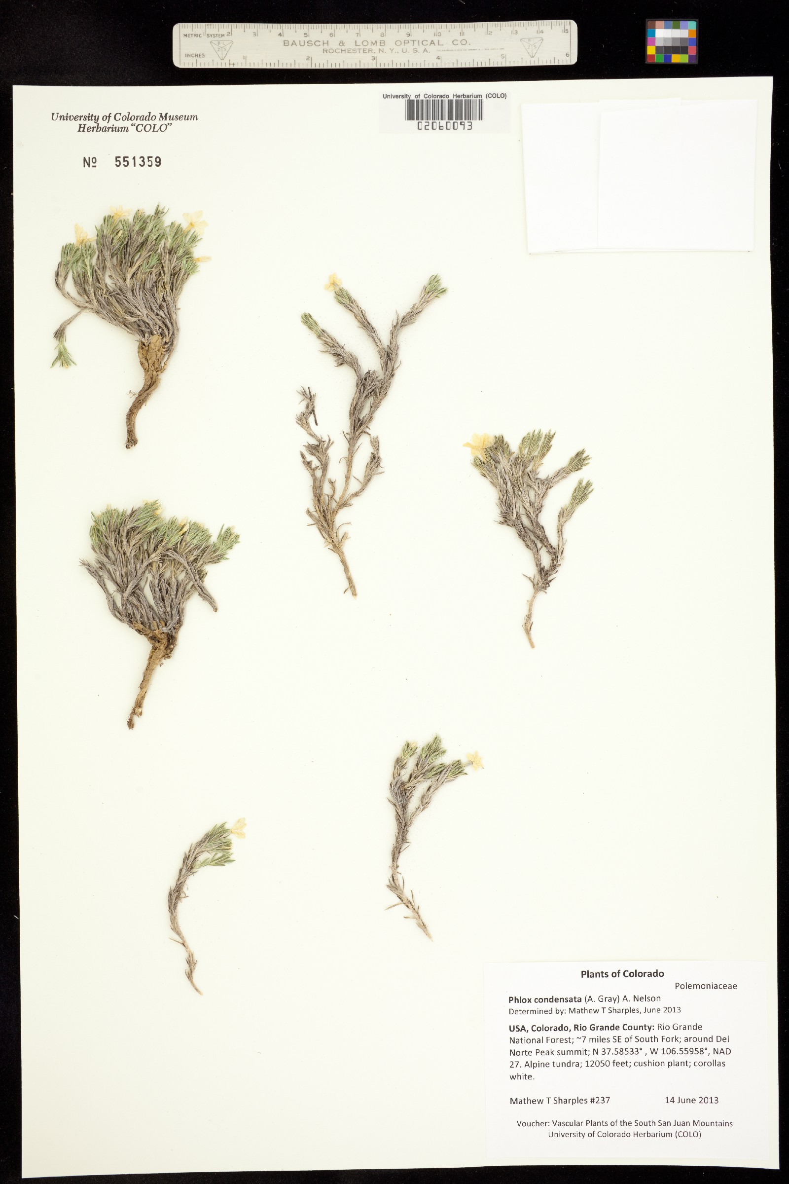 Phlox condensata image