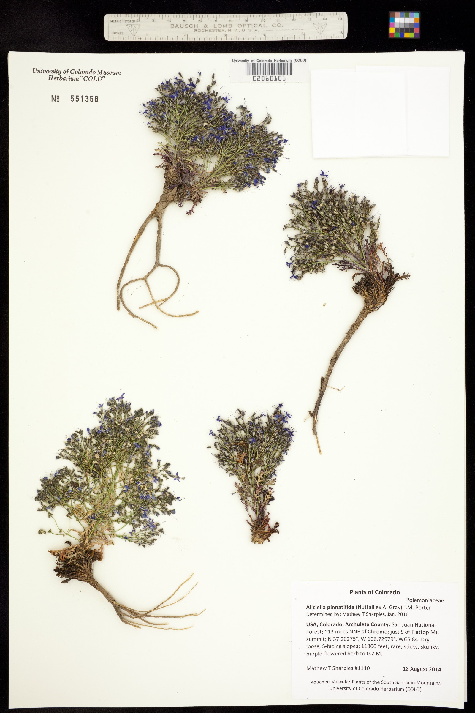 Aliciella pinnatifida image