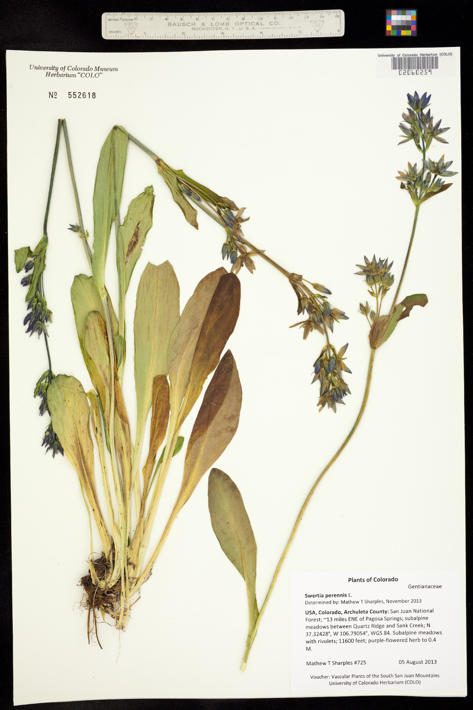 Swertia perennis image