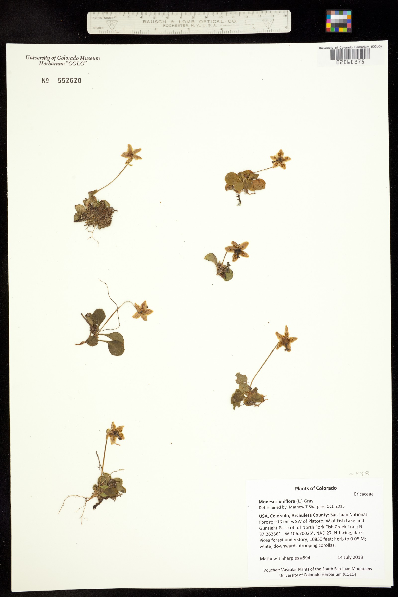 Moneses uniflora image