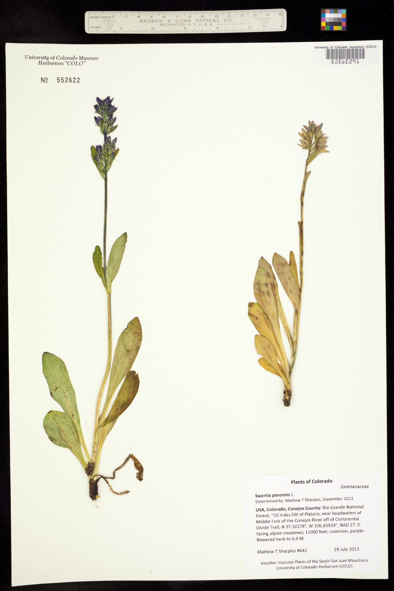 Swertia perennis image