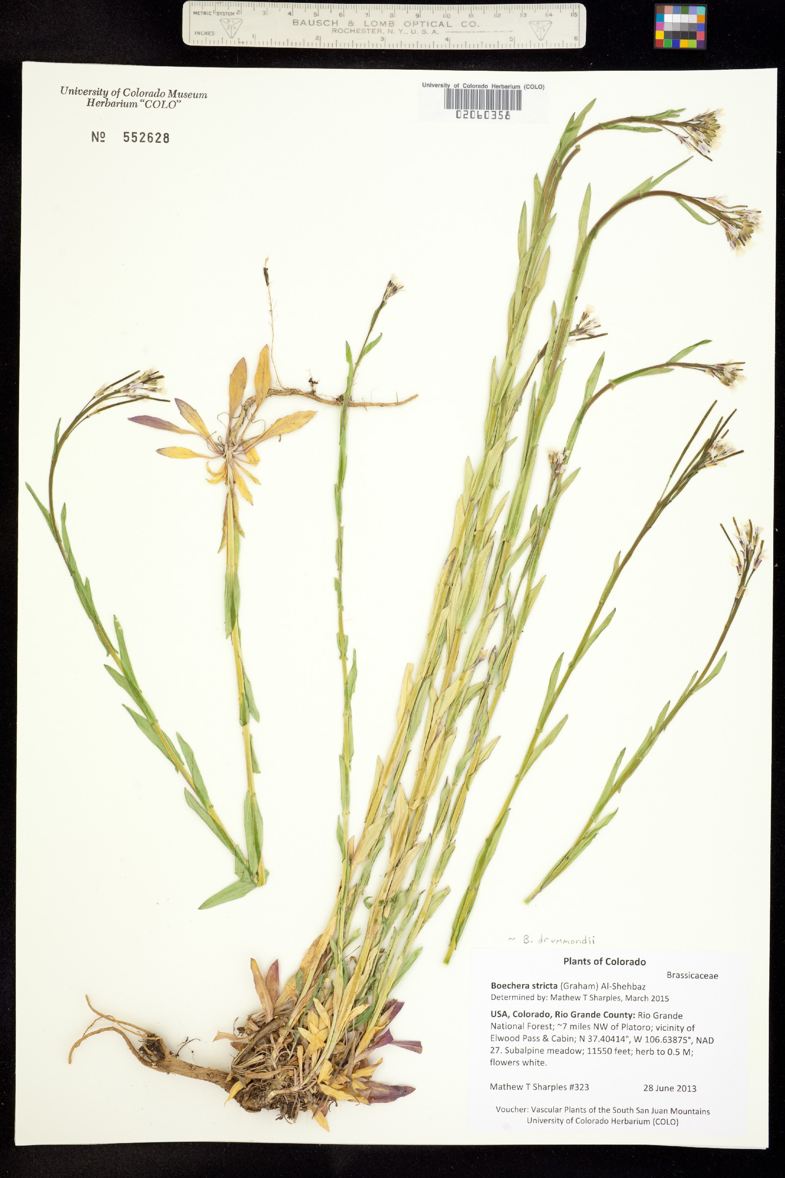 Boechera stricta image
