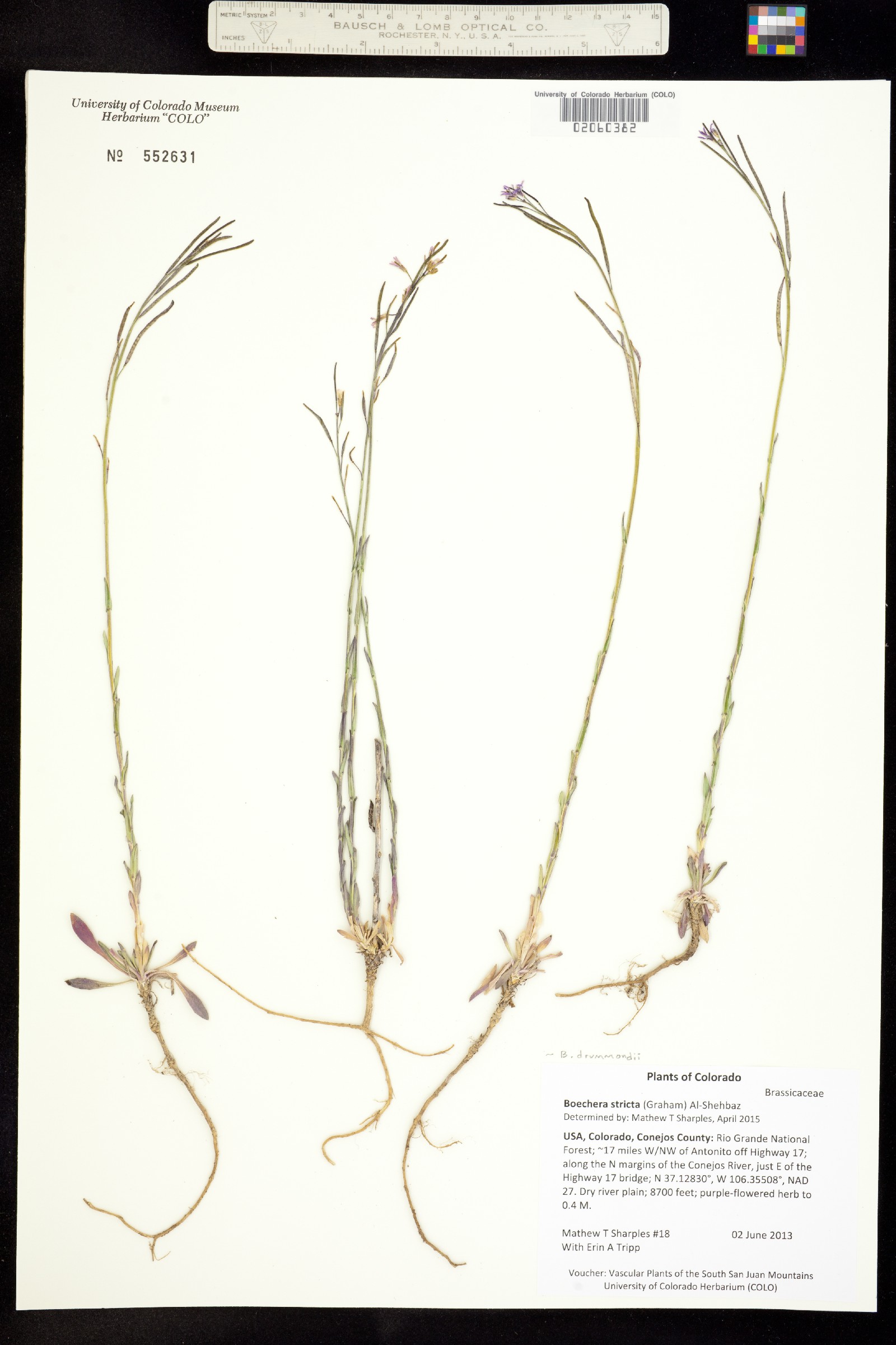 Boechera stricta image