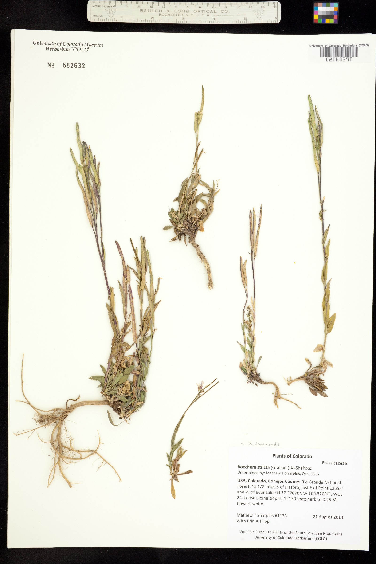 Boechera stricta image