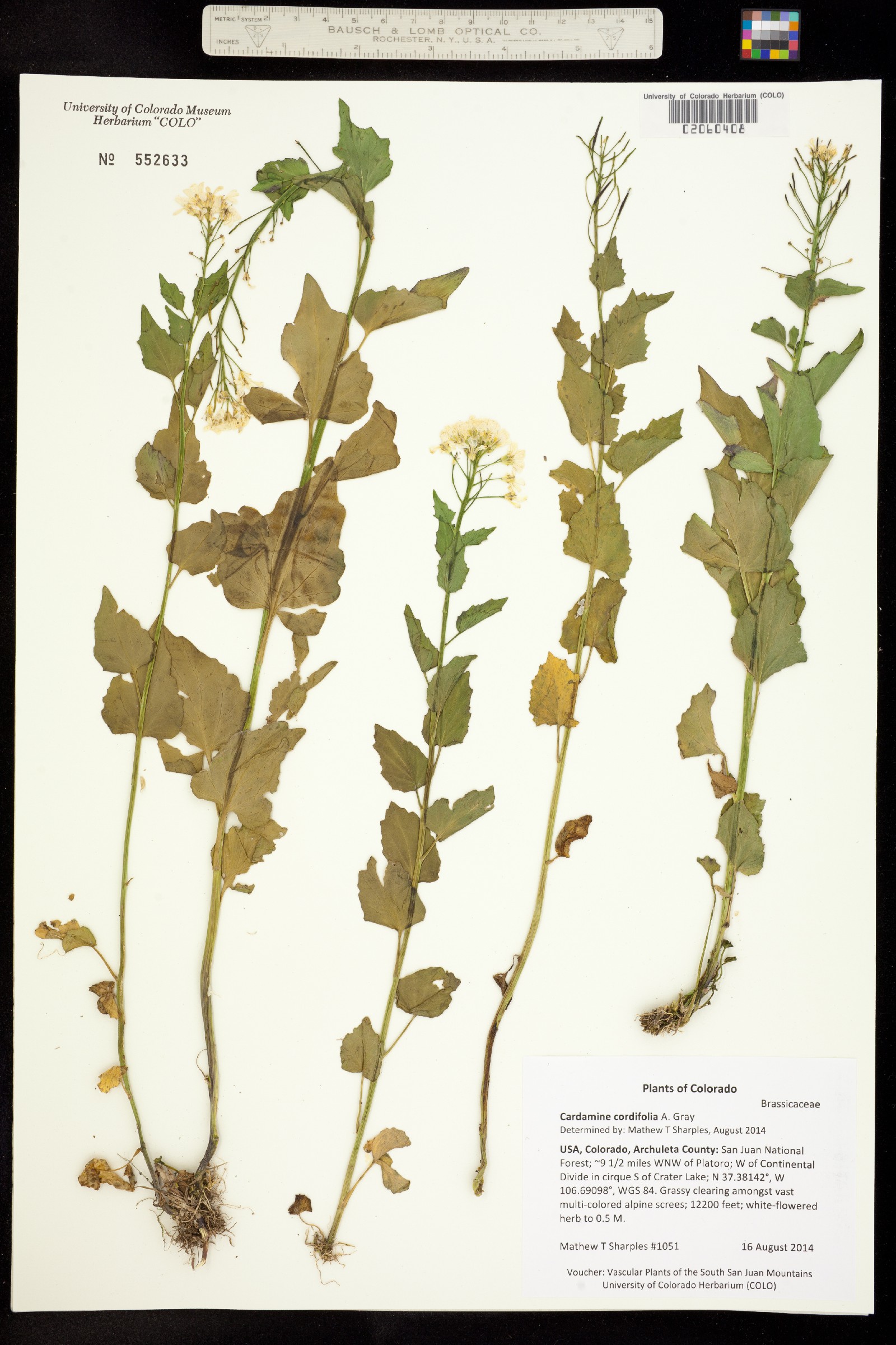 Cardamine cordifolia image