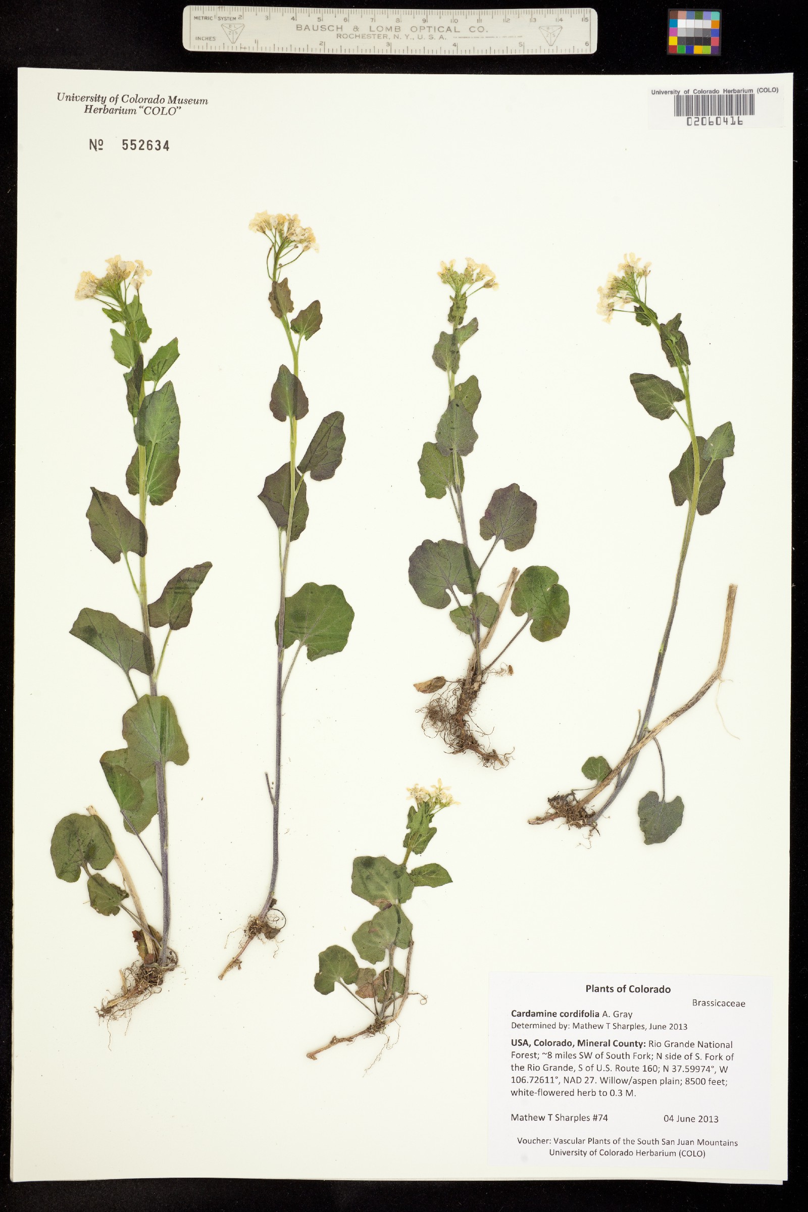 Cardamine cordifolia image