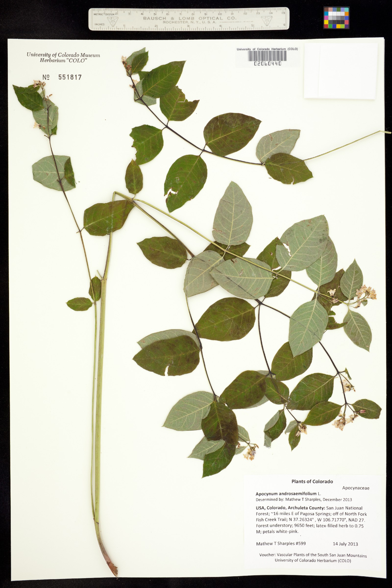 Apocynum androsaemifolium image
