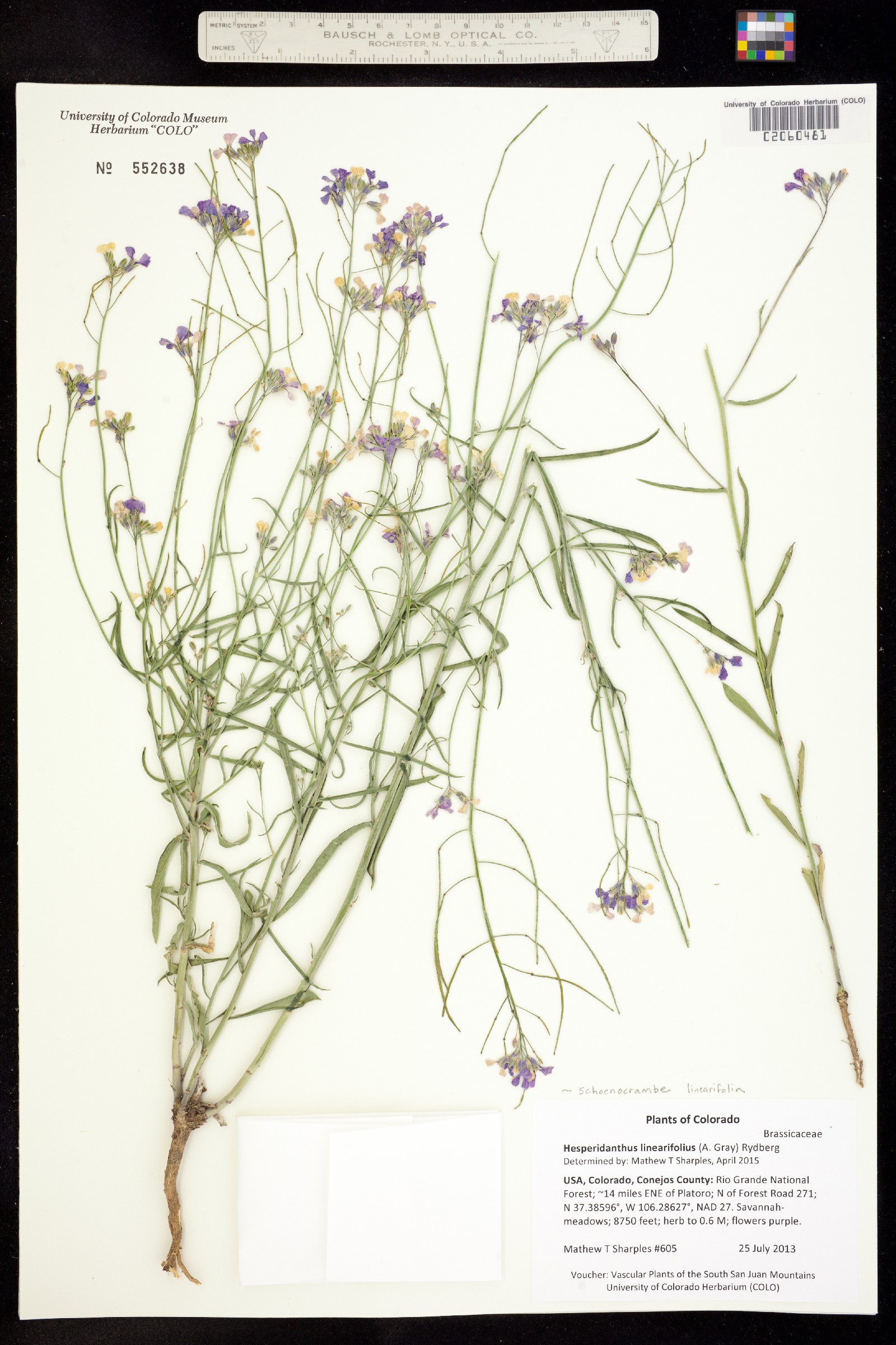 Hesperidanthus image