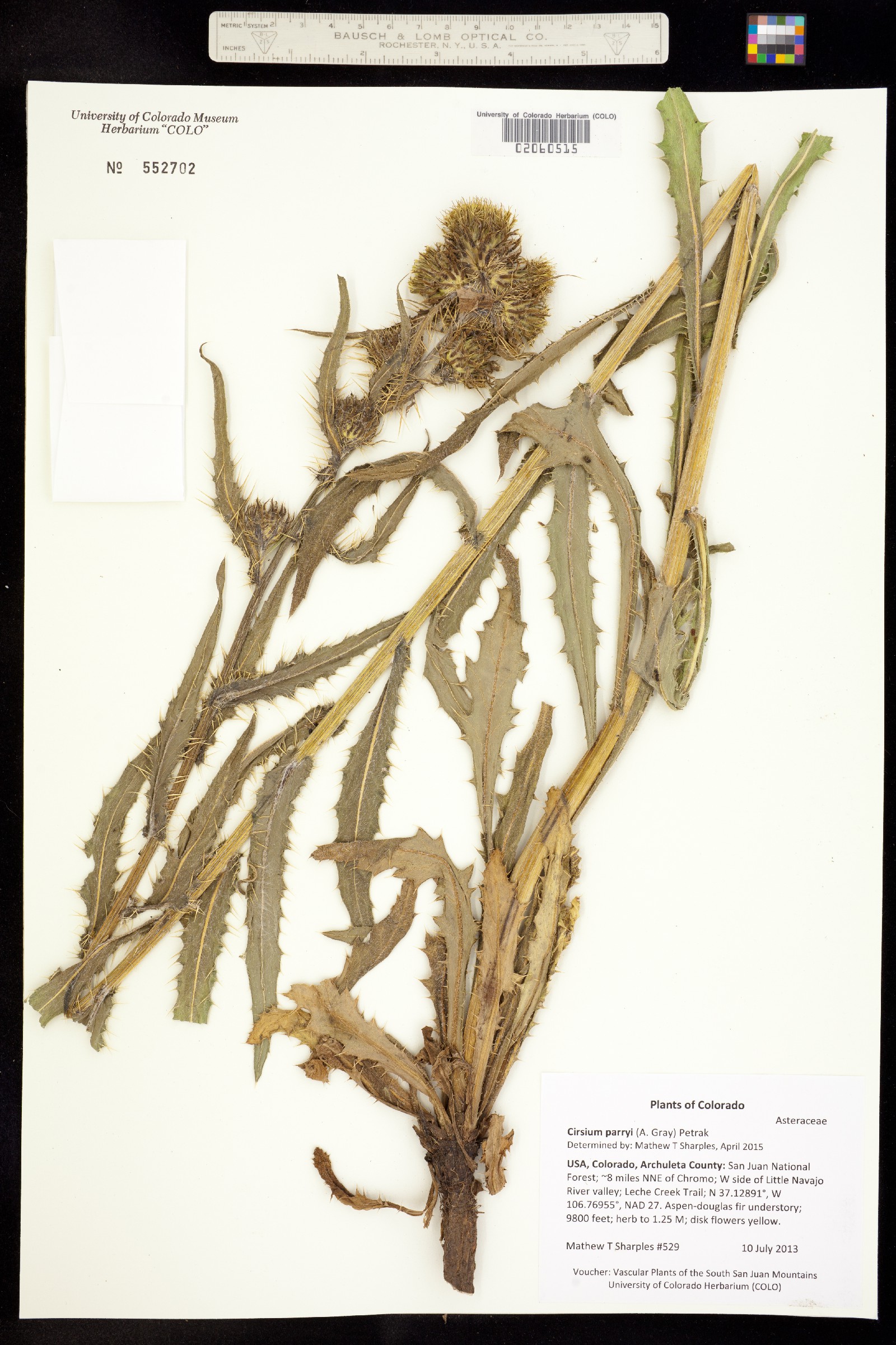 Cirsium parryi image